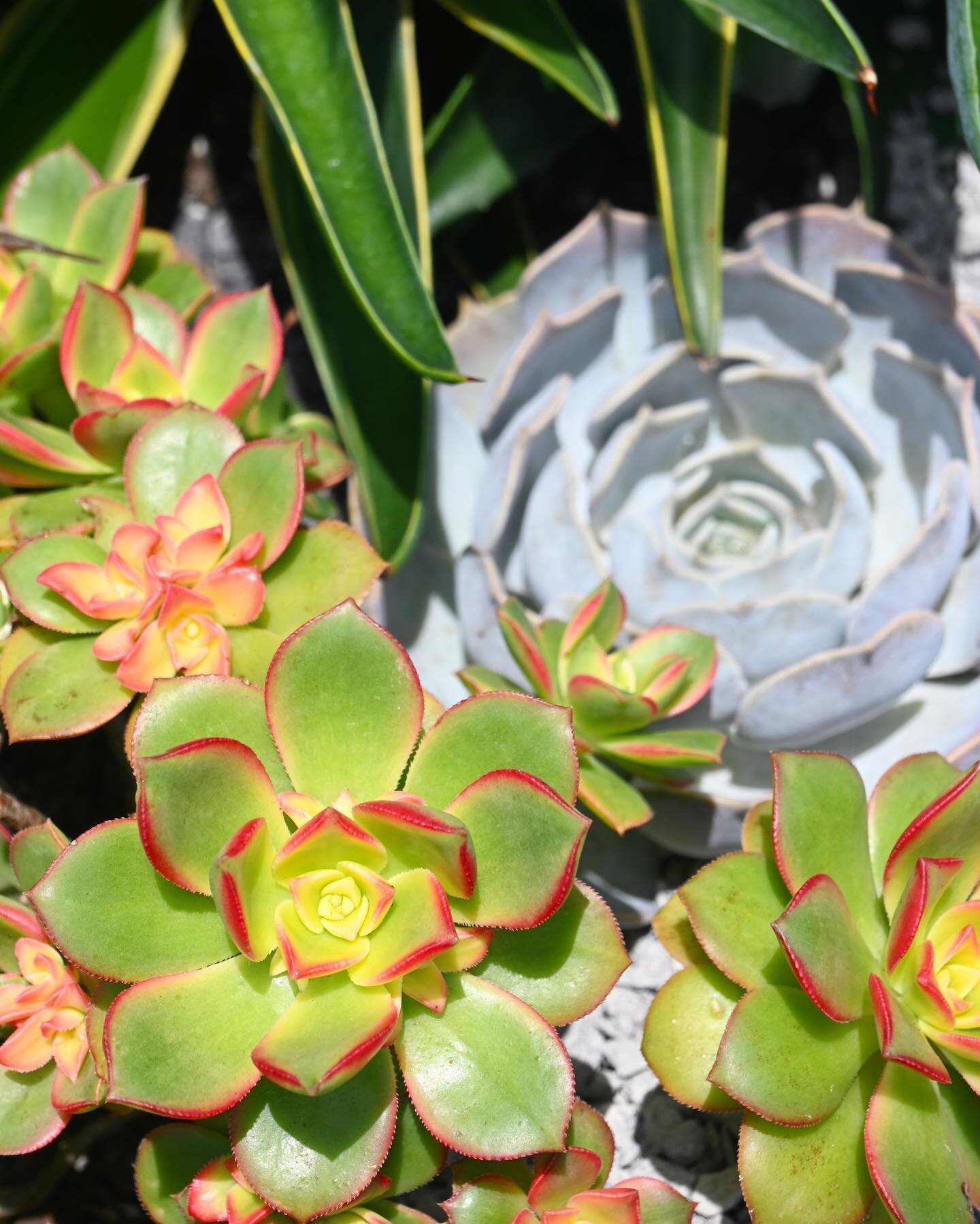 XERISCAPE 🌵🔥 We installed this landscape last year, and it is ~thriving~ in the scorching heat, with no irrigation needed. This is a low maintenance landscape option that is structural, vibrant and unique!