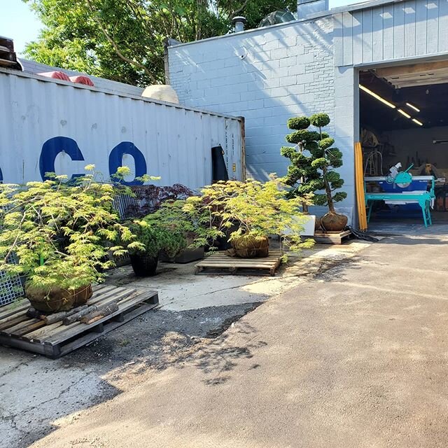 impromptu nursery at the shop.... ready for planting!
#urbangardens #nycrooftopgardens