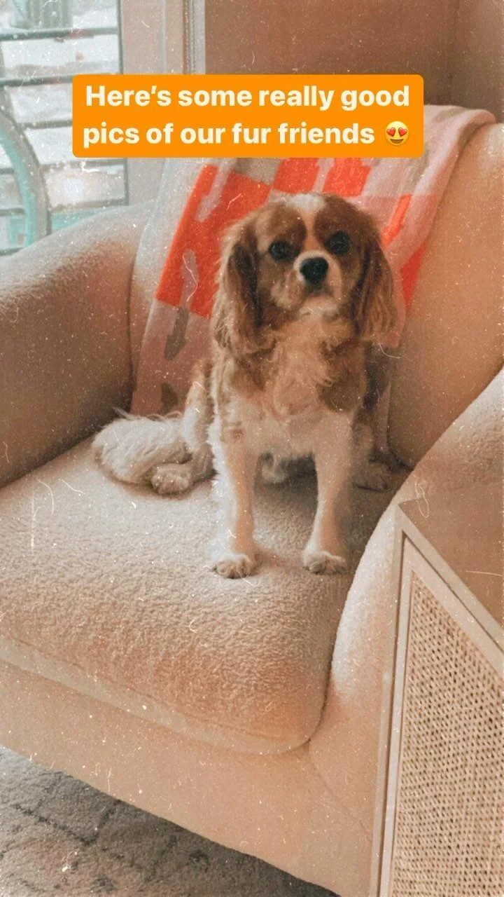 Okay, thank you for listening. That is&hellip;wait! 🛑 
.
One more thing: We have new holiday specials for new clients! The holidays are upon us 🦃🎄and it&rsquo;s our busiest time of year. Don&rsquo;t wait until the last minute to book your fur baby