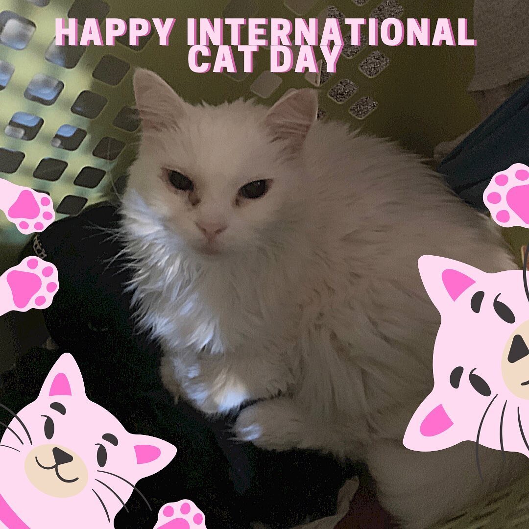 We love our kitty cat friends here at Prestigious Pets and their parents 💗 Happy International 🐈&zwj;⬛ Day! 
.
.
.
.
.
.
#internationalcatday #kittycats #catday #allcatsarebeautiful
