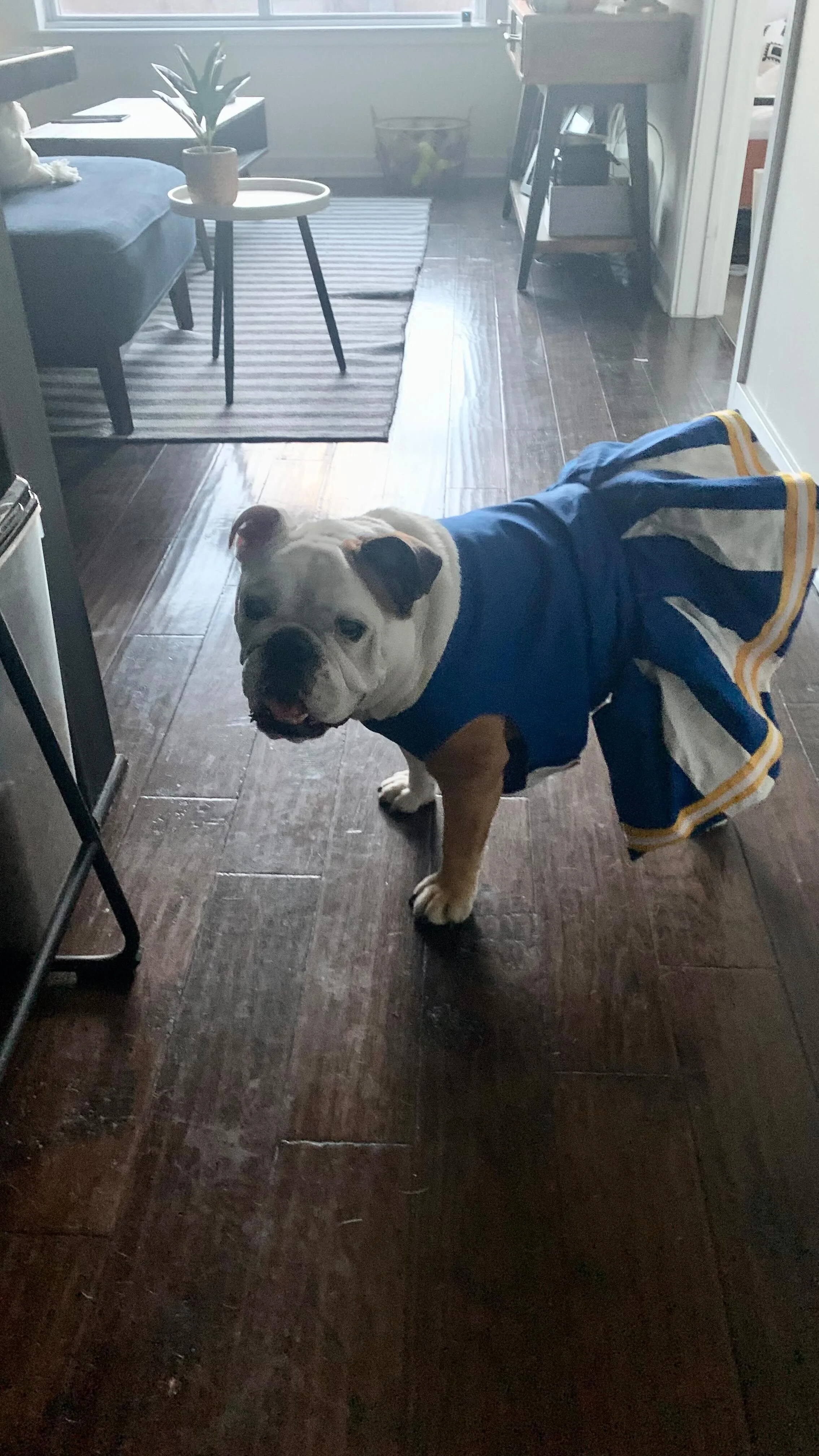 📣 Halloween fun with @puddin.on.the.ritzz 👻 #gobulldogs 
.
.
.
.
.
.
.
.
#bulldogsinstagram #cheerdog #dogcostume #cheerleaders #halloweendogcostume #petsittinglife