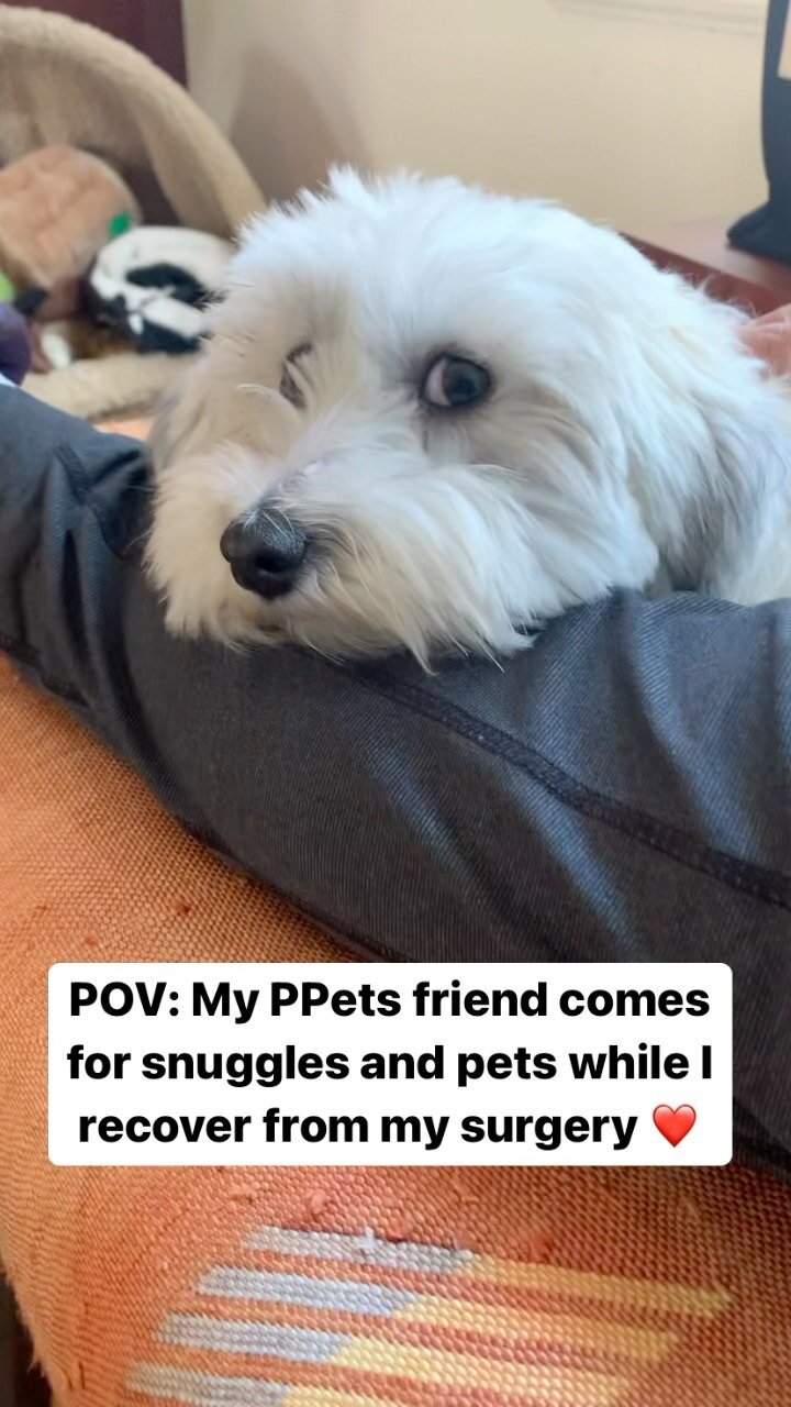 Laziness is all Greasy needs while recovering from her spaying! We love our time with sweet Greasy girl ❤️🐾 
.
Holidays are upon us - have you booked your reservation yet?