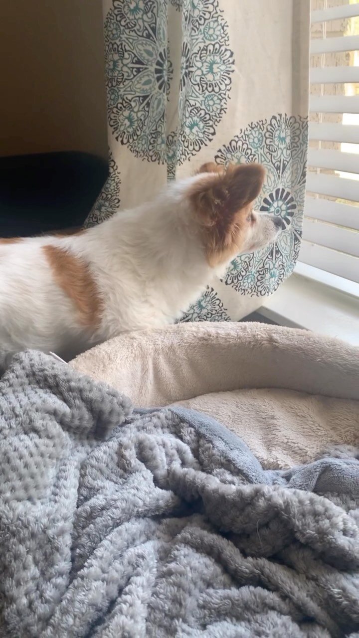 Chispa snuggling by the window wishing for warmer days. 🥶 He cute tho and he knows it 💙 
.
.
.
.
.
.
.
.
#holidayseason #wishingforwarmerdays #windowgazing #cuteanimals #pappillion