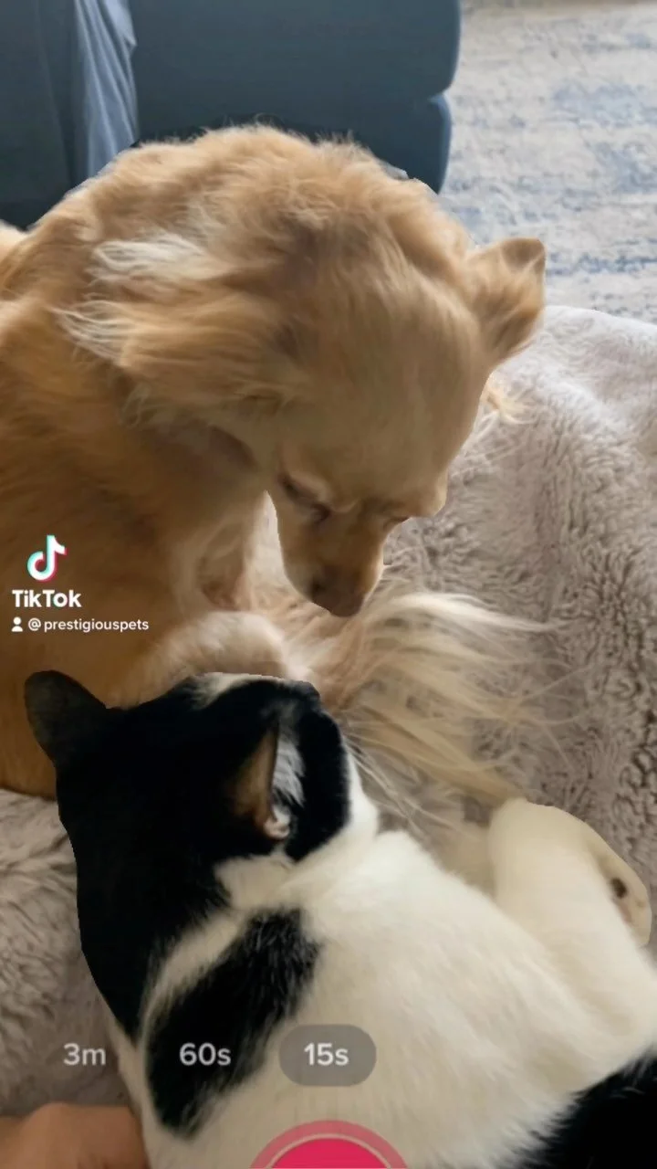 Dynamic duos 
.
.
.
.
.
.
.
#petsittinglife #catsanddogslivingtogether #friendshipgoals #petsiblings #dallas #petsitters #sosweetcats #puppyplaytime