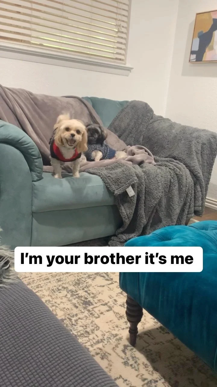 It&rsquo;s us - hi - we&rsquo;re your pet&rsquo;s bestie - it&rsquo;s us 👋🏼 
.
.
.
.
.
.
#petcare #boyswillbeboys #roughplay #itsmehi #dallasdogs #cutepups #playingpuppy #furbabiesofinstagram #petparents