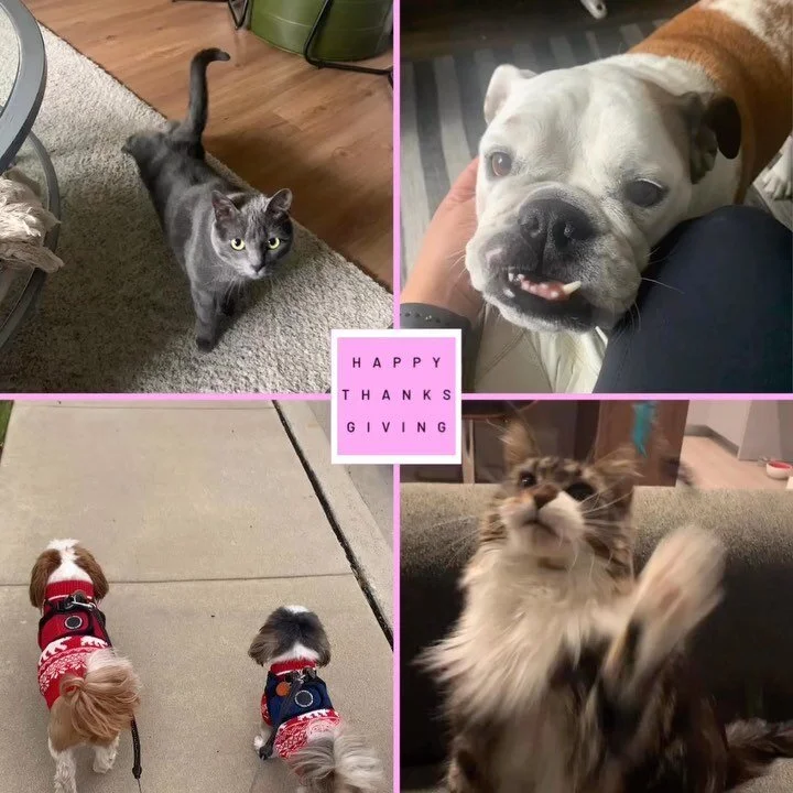 Happy Thanksgiving friends and furry friends alike! 🦃 We have so much to be thankful for this year including our furmily here at Prestigious Pets! 🐶🐱 Thank you for trusting our small family-owned business to take care of your babies throughout all