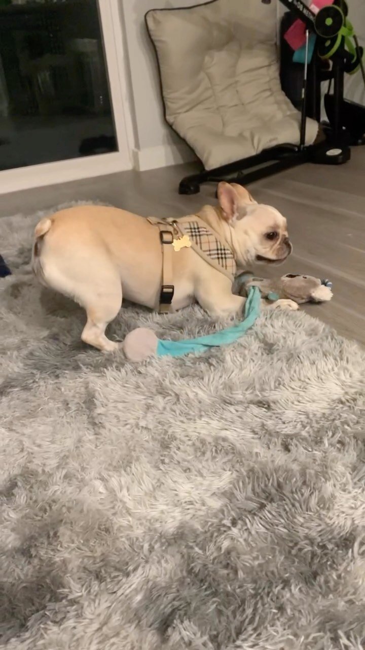Fergie is SO EXTRA when it&rsquo;s play time but she&rsquo;s a happy girl so it&rsquo;s all good 🦴🐶
.
.
.
.
.
.
#soextra #fergalicious #puppyplaytime #frenchbulldogsofig #frenchiesgram #fergiethefrenchie