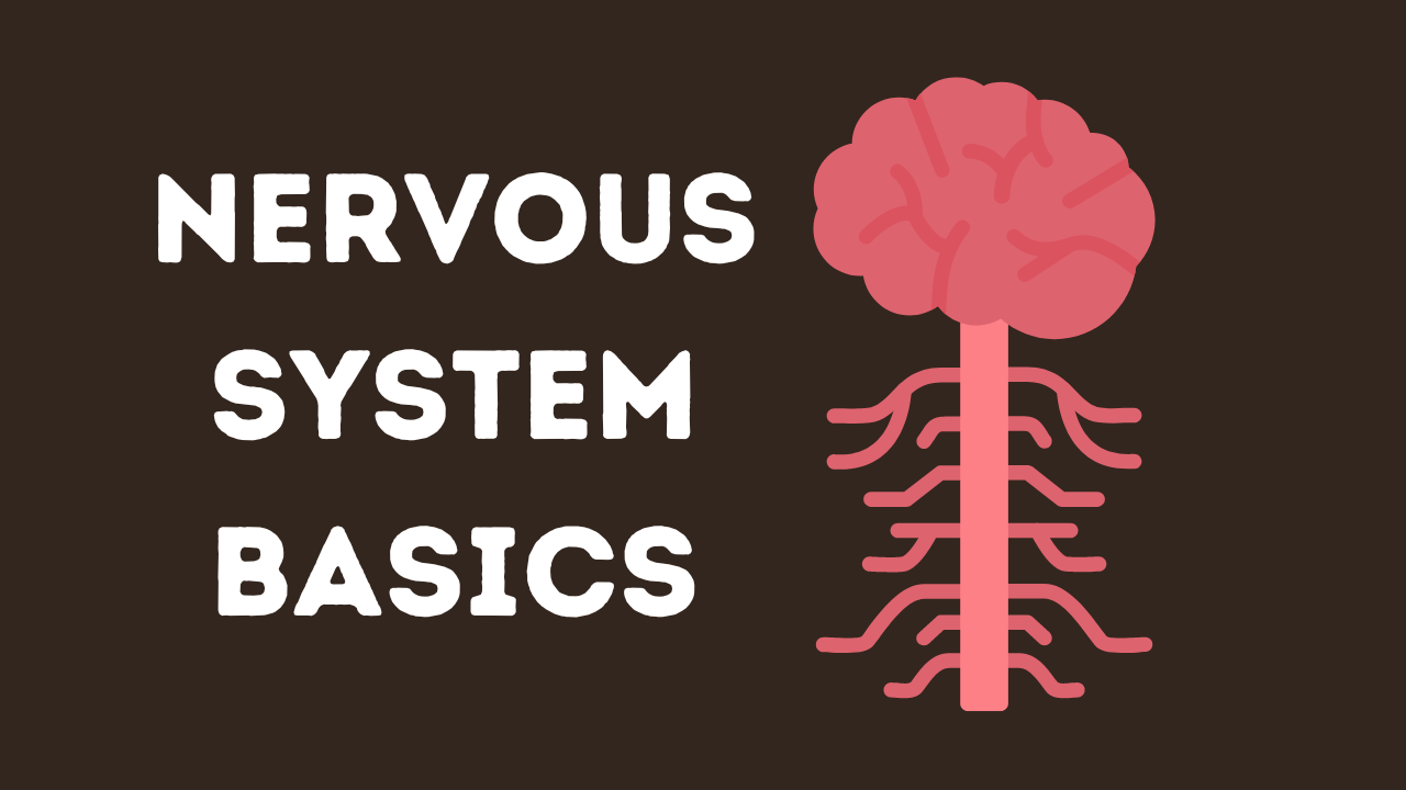 Nervous System Basics