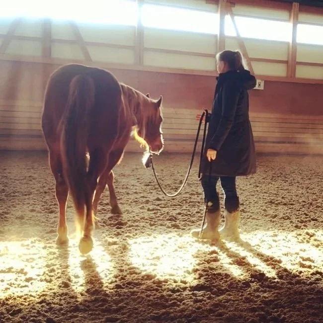 A woman standing in an indoor riding arena holding a lead rope attached to a brown horse. The woman is wearing a black coat and boots, and the horse is facing her with sunlight streaming into the arena, creating long shadows on the sandy ground.