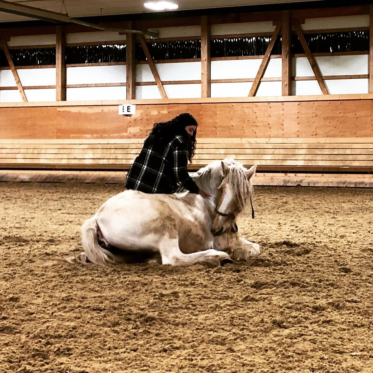 A woman in a black plaid jacket sitting on a light-colored pony that is laying down on the dirt floor of an indoor riding arena with wooden walls and beams.