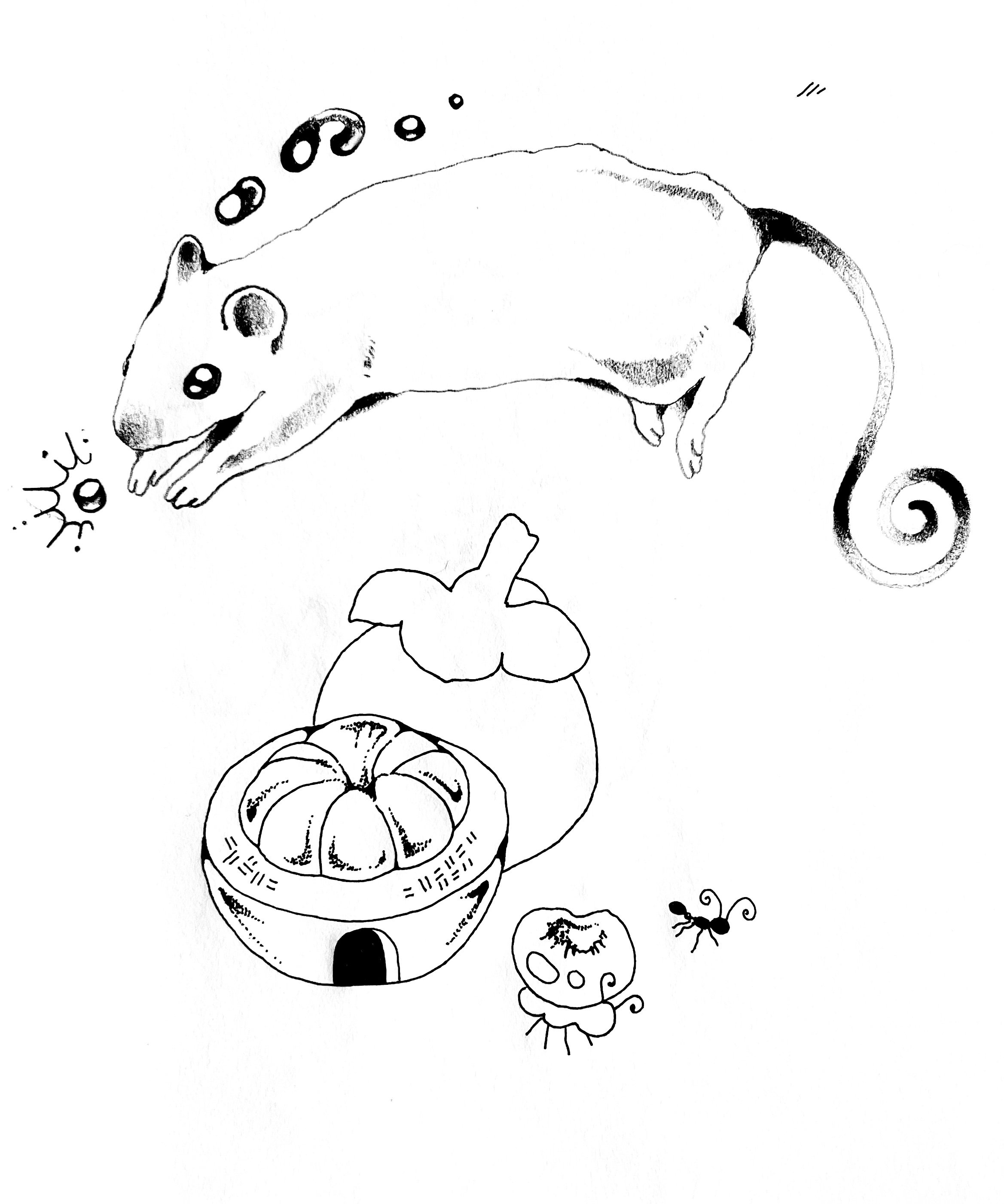 jumping rat and mangosteen custom.jpg