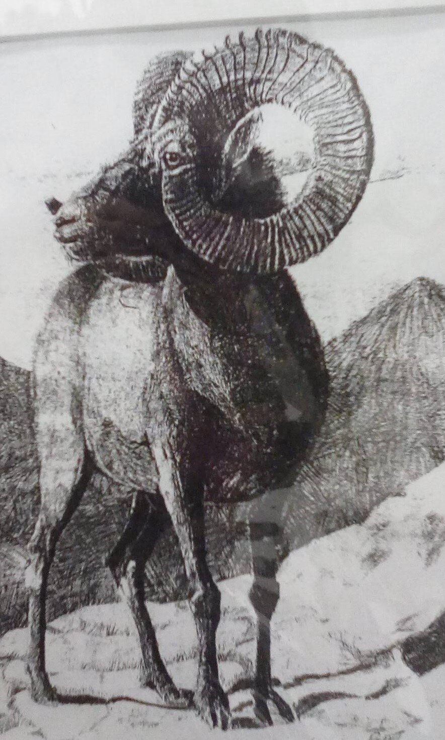  “Himalayan Mountain Ram at the Tibetan Plateau” 005-2020