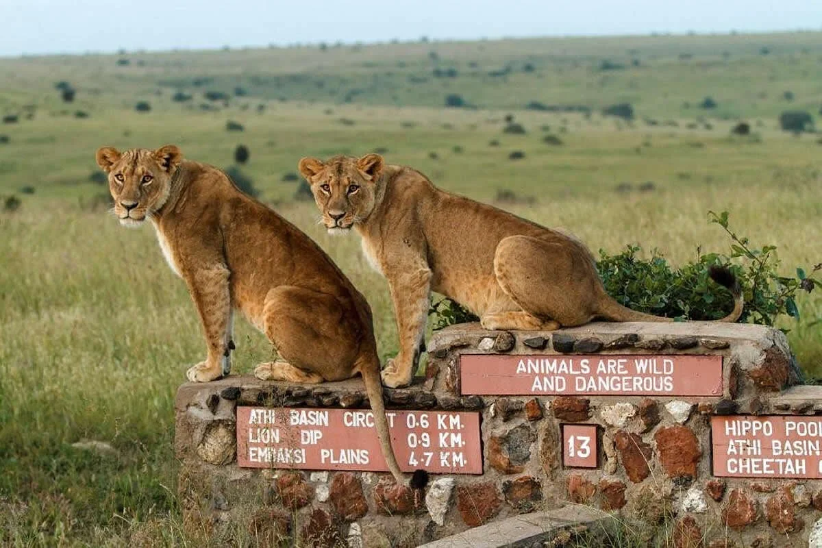 The+Emakoko+-+The+Nairobi+National+Park+pride.jpg