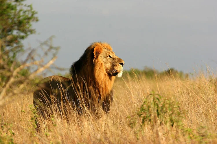 The+Emakoko+-+Wildlife+at+the+Nairobi+National+Park.jpg