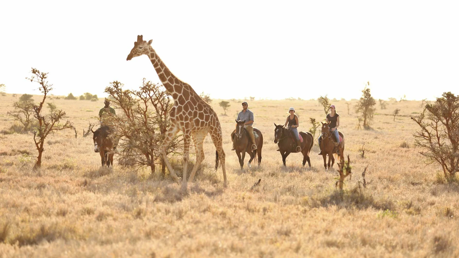 A group of three people riding horses in a savannah landscape with sparse trees, while a tall giraffe approaches from the front.