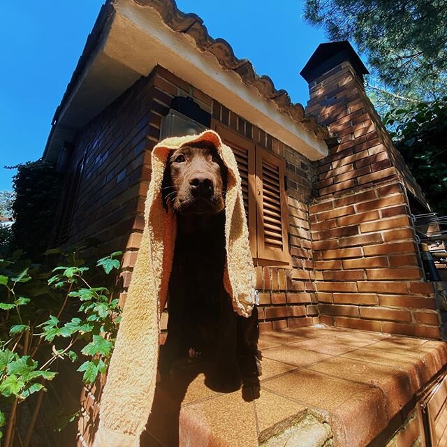 Hora del ba&ntilde;o 🐾💦
🐾
🐾
🐾
🐾
🐾

#terapiasasistidasconperros
#intervencionesasistidasporanimales
#therapydog #golden #lima #perrodeterapia #IAA #adiestramientoenpositivo #goldenretriever #dogsofinstagram #perrosdeinstagram #Bienestaranimal #