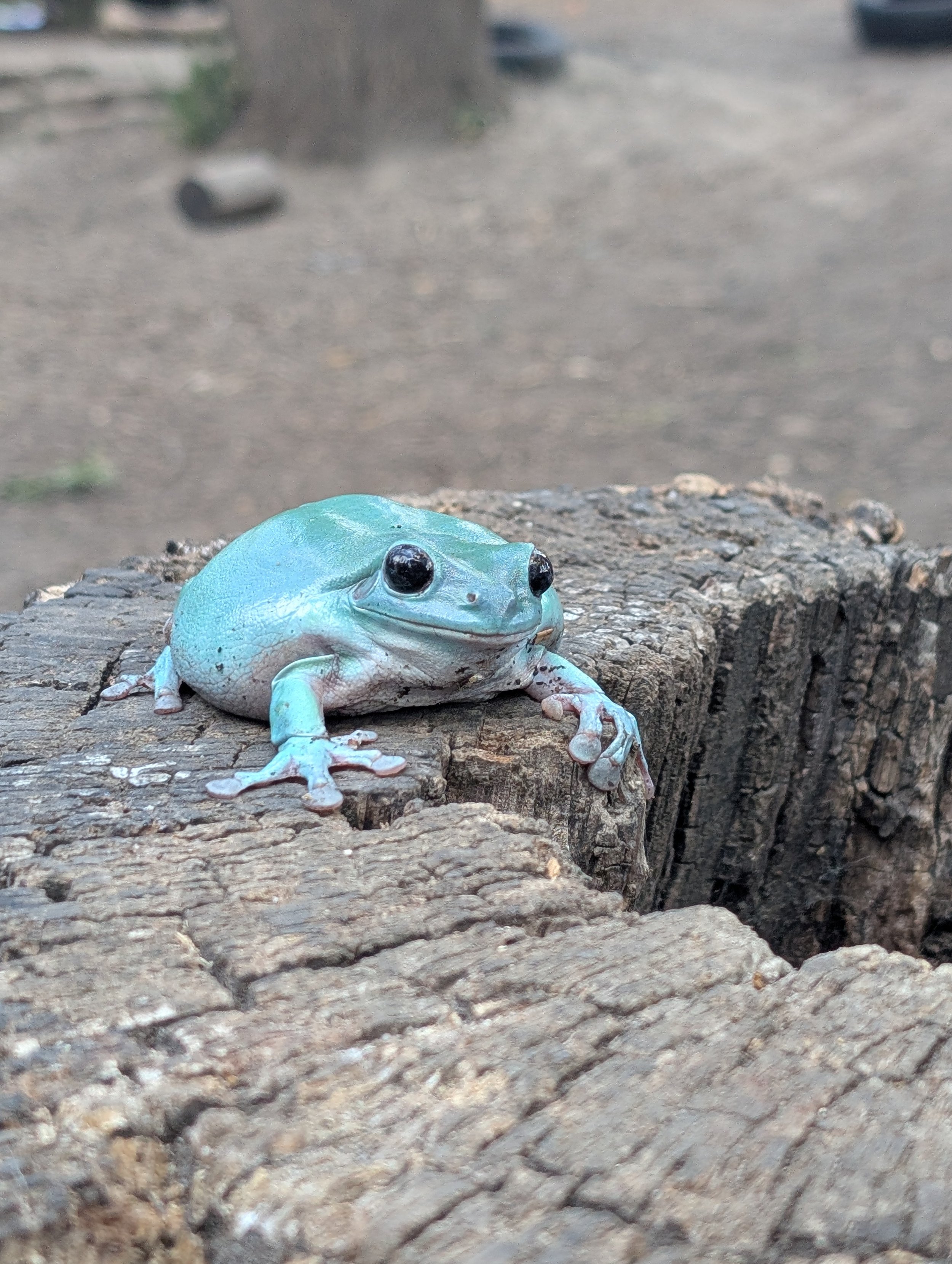 tree frog .jpg