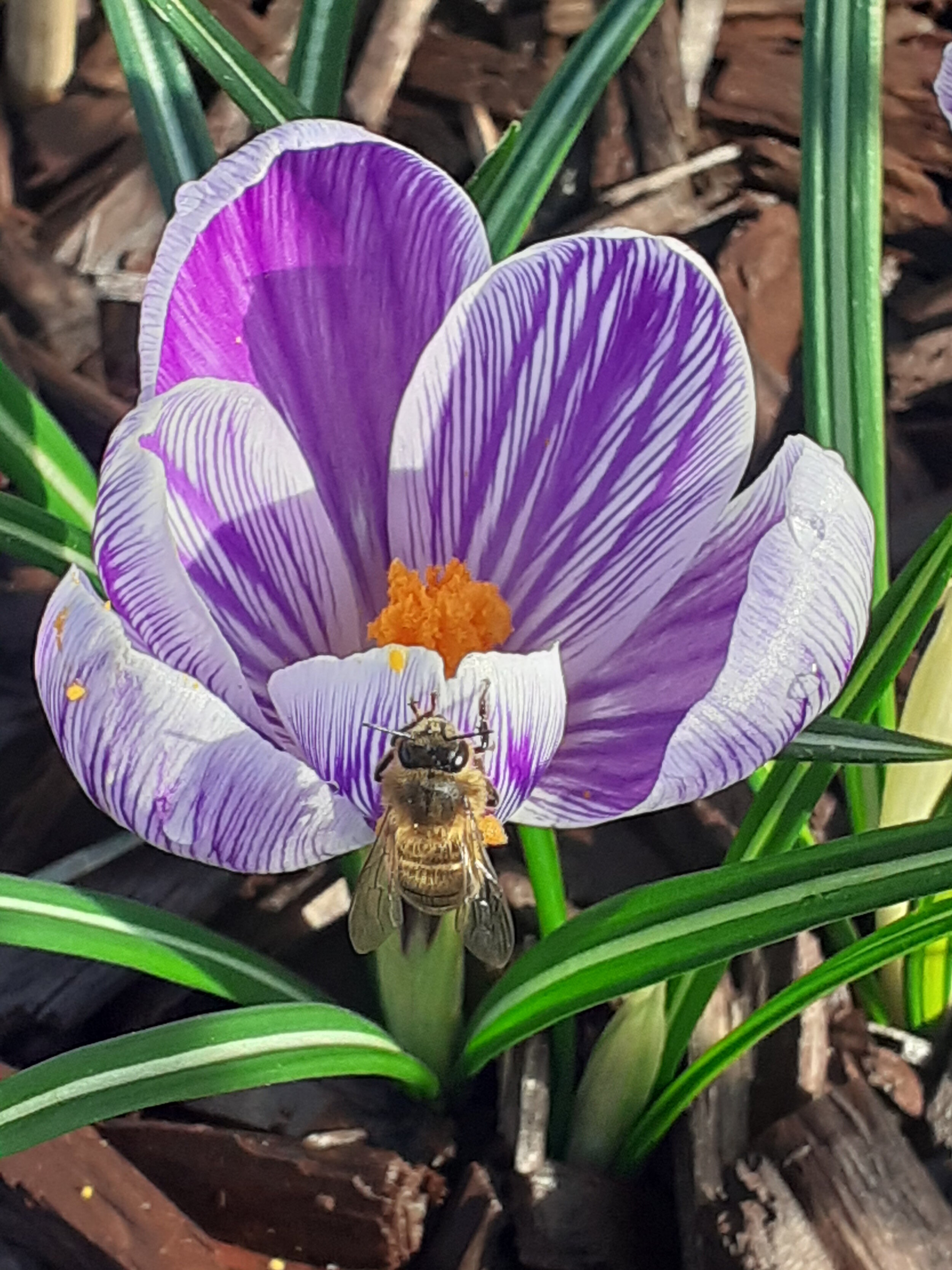 crocus bee.jpg
