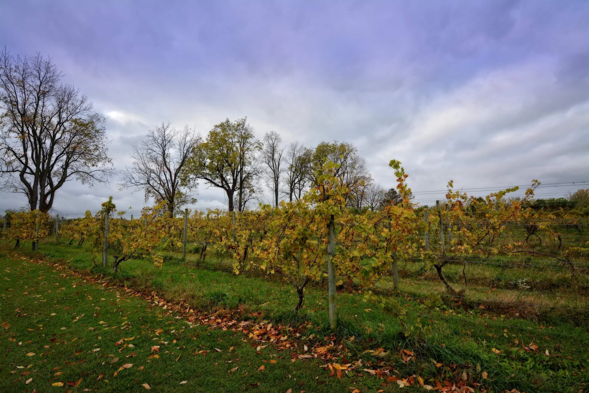 Deer_Run_Winery_Fields.jpg