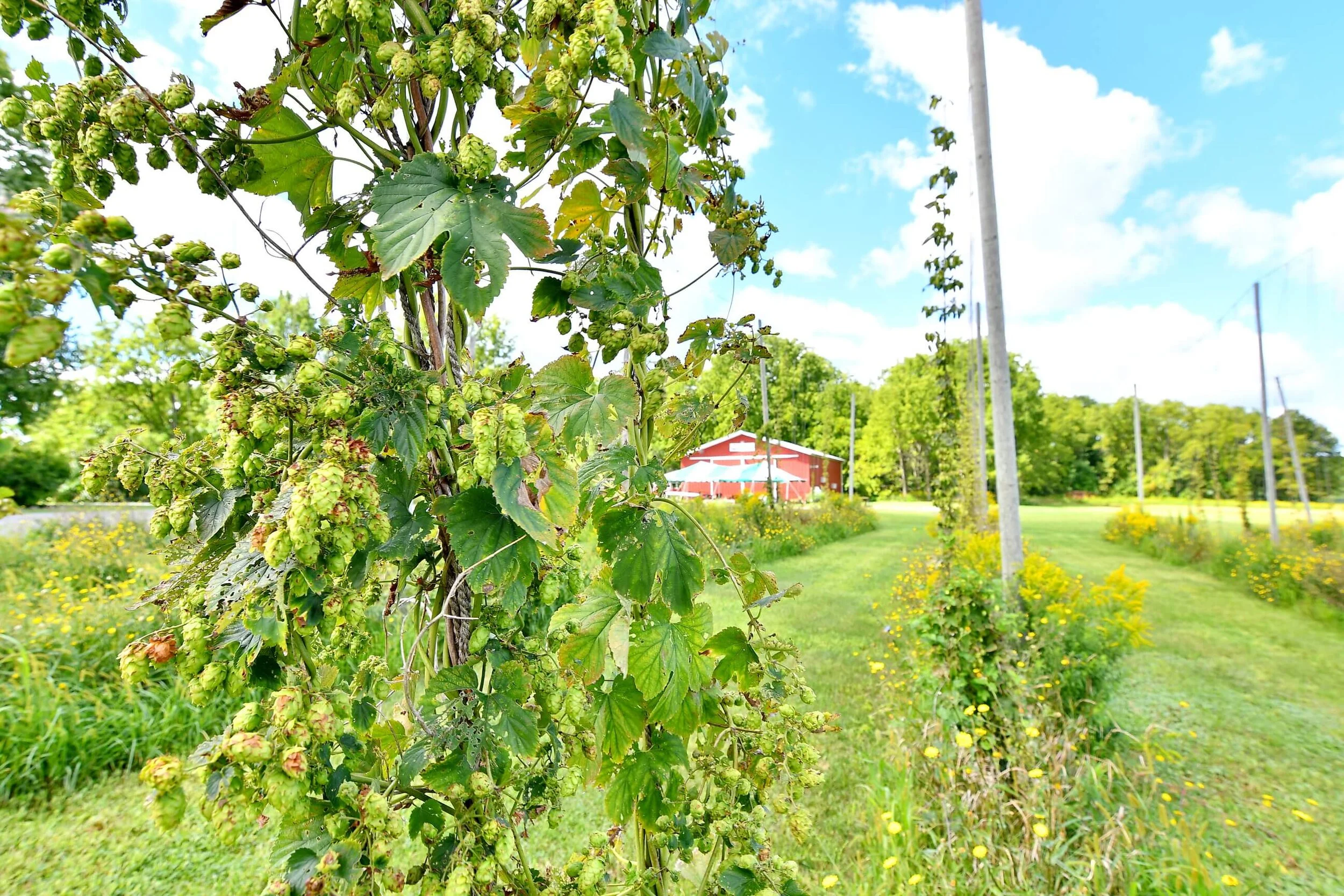 Dublin_Corners_Farm_Barn.JPG