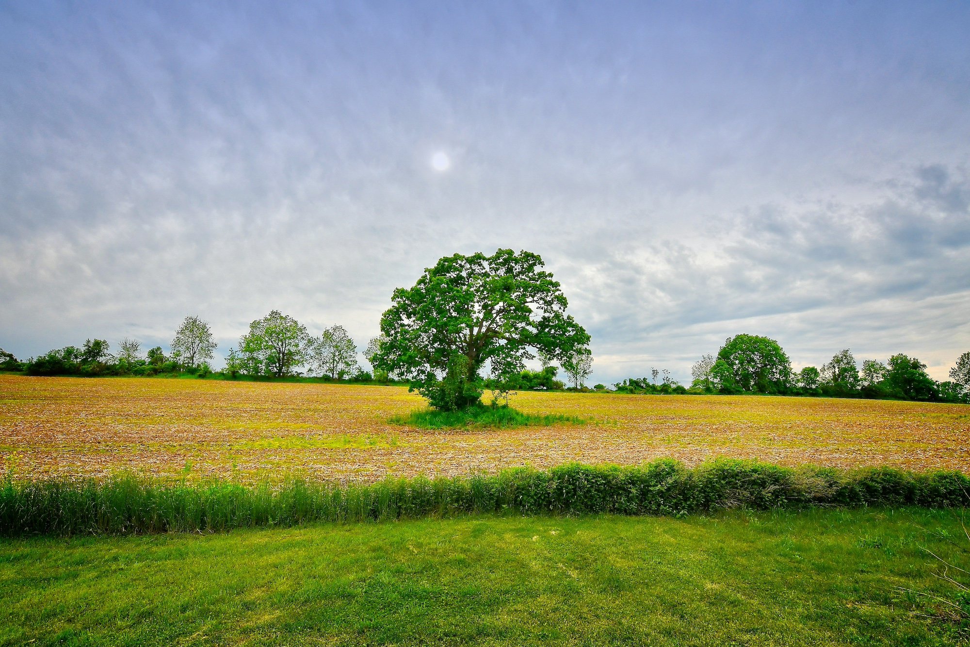 Tree_Field.jpg