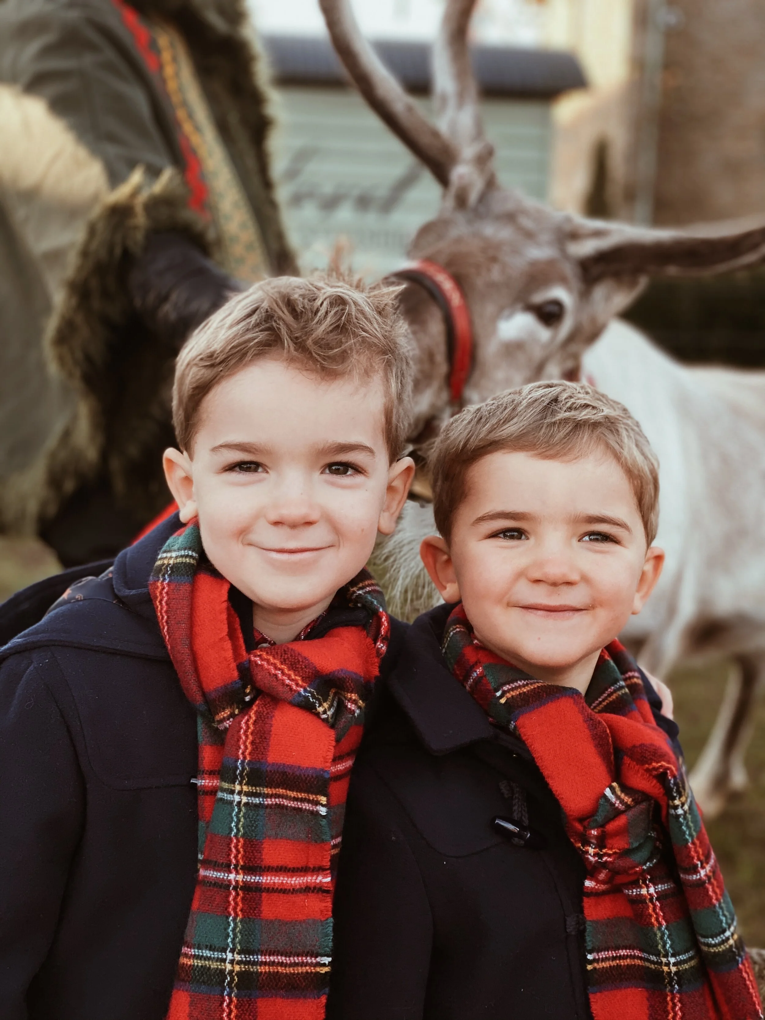 Reindeer
