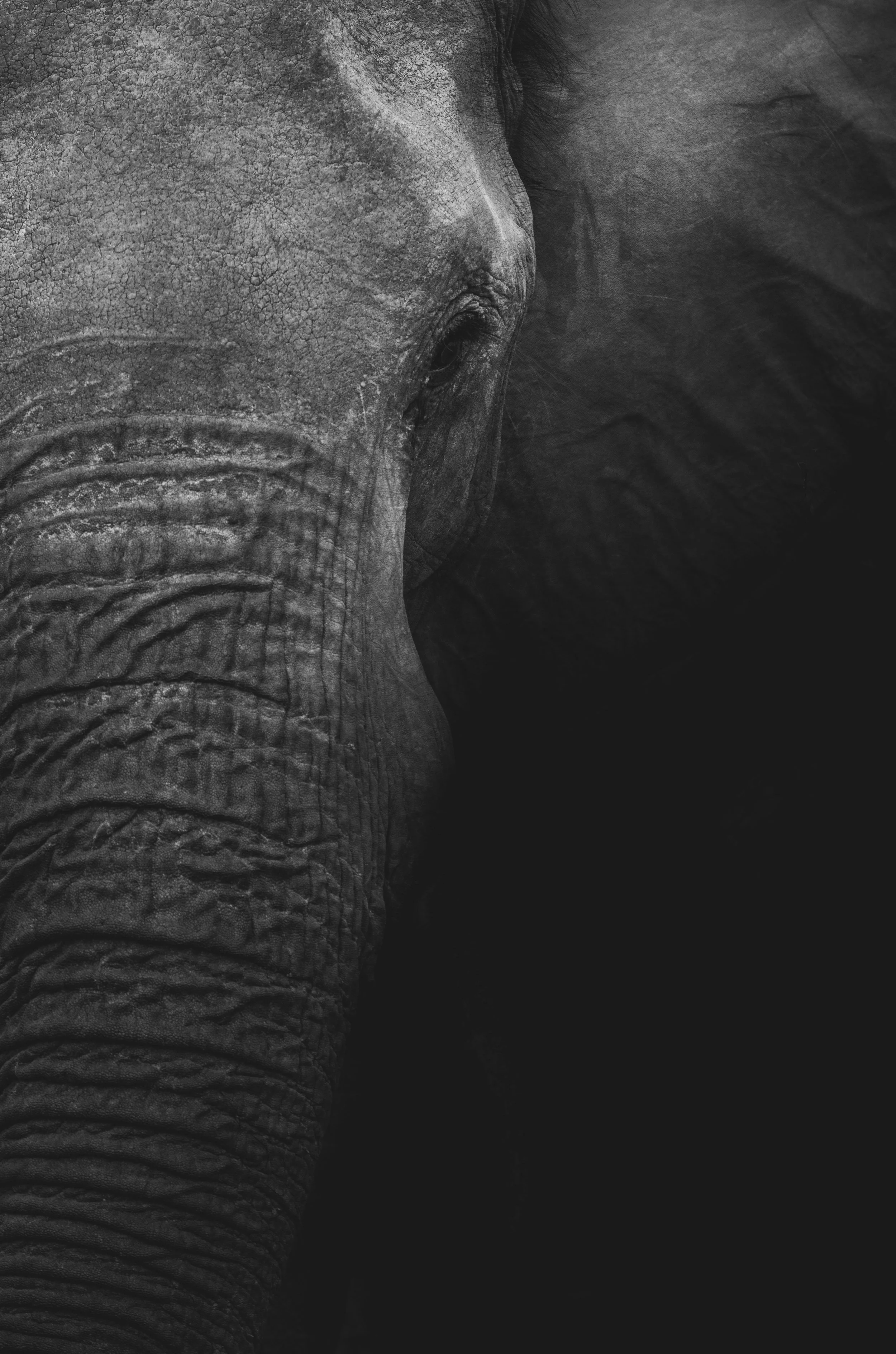 How an Elephant Quietly Rewrote Our Cooling Strategy