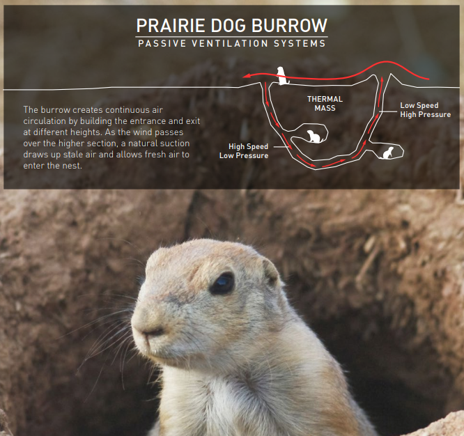 prairiedog.png