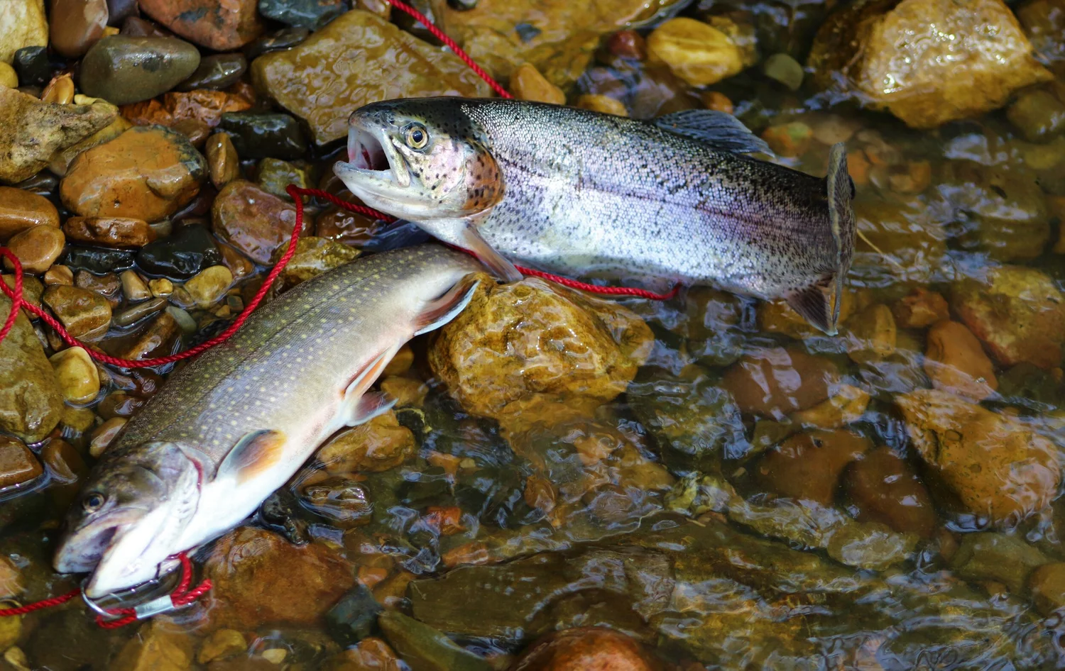 Fish — Visit Grant County, West Virginia