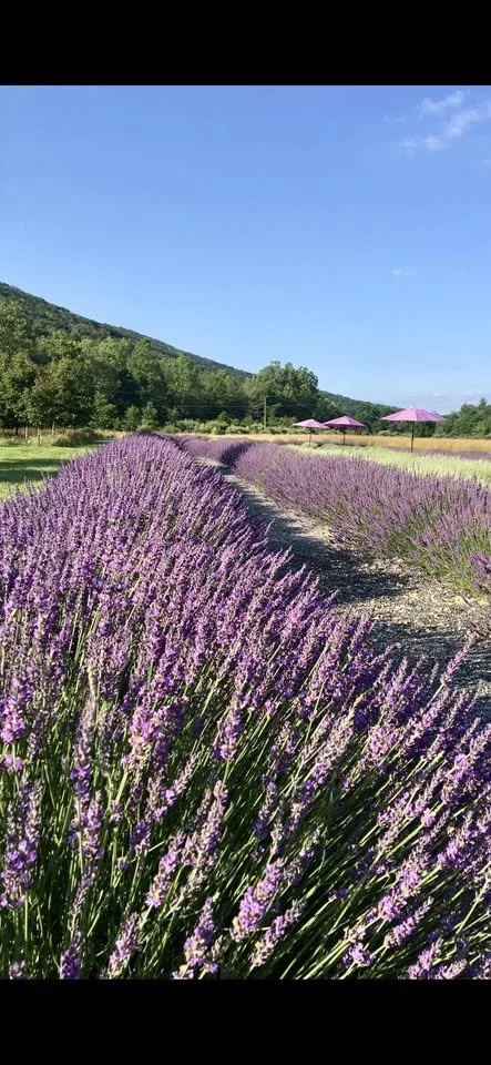 Eagleview Lavender Farm