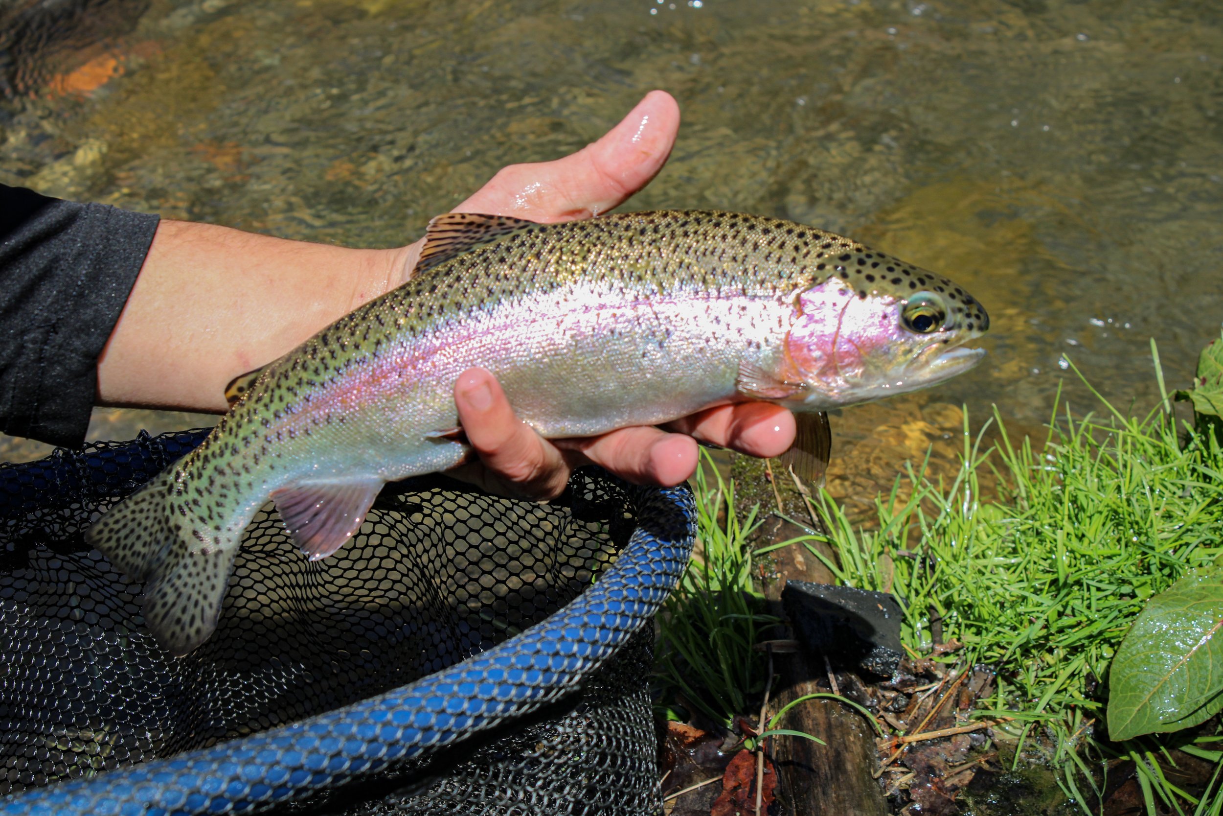 Spring is the best time to wet a line. — Visit Grant County, West Virginia