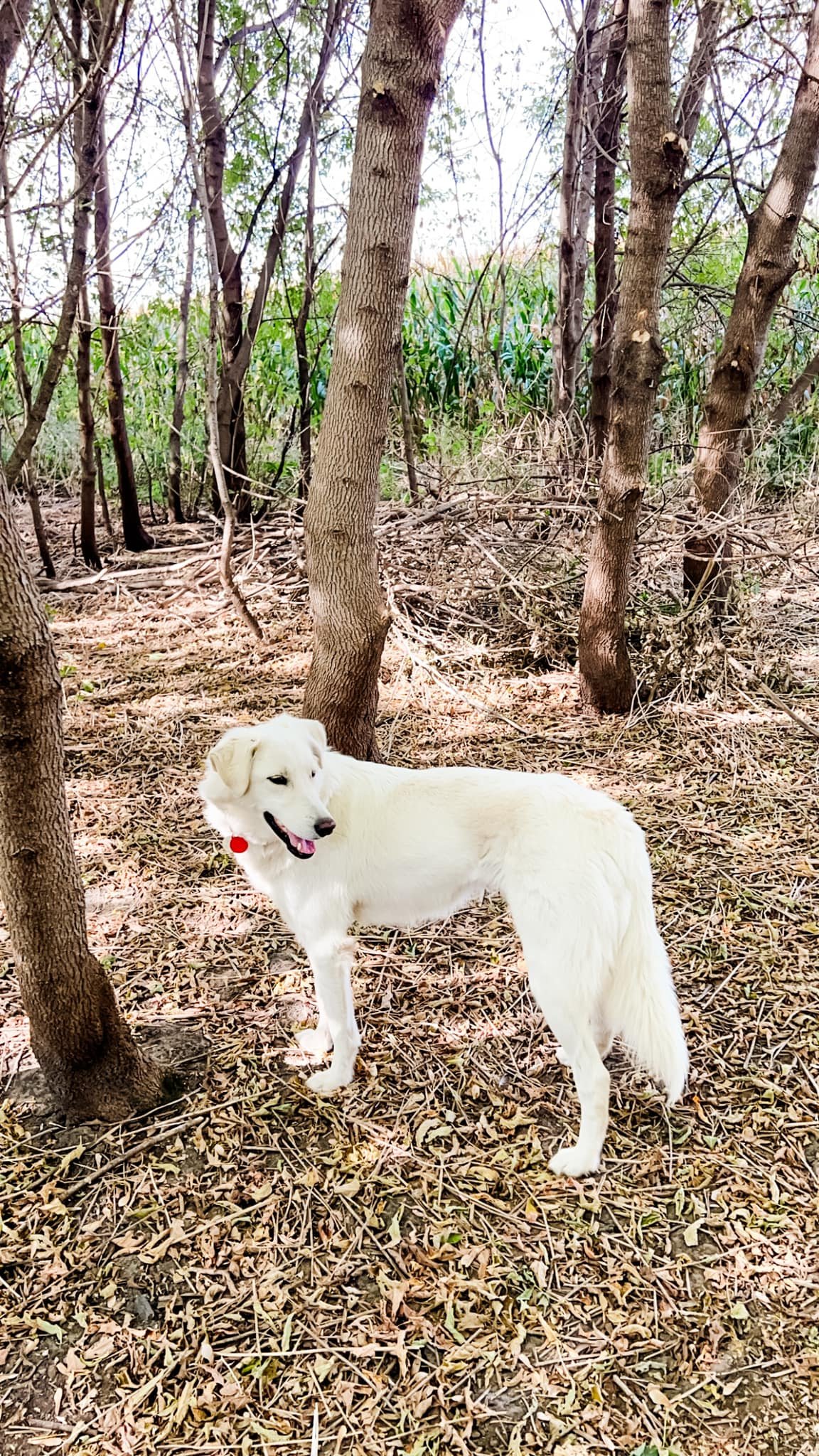 My sweet Bella girl is always up for an adventure. 

It&rsquo;s incredible how long it can take a rescue dog to trust and completely feel comfortable. Sweet Bella has come a long way in the 3 years we&rsquo;ve had her. Shes learned how to be a free d
