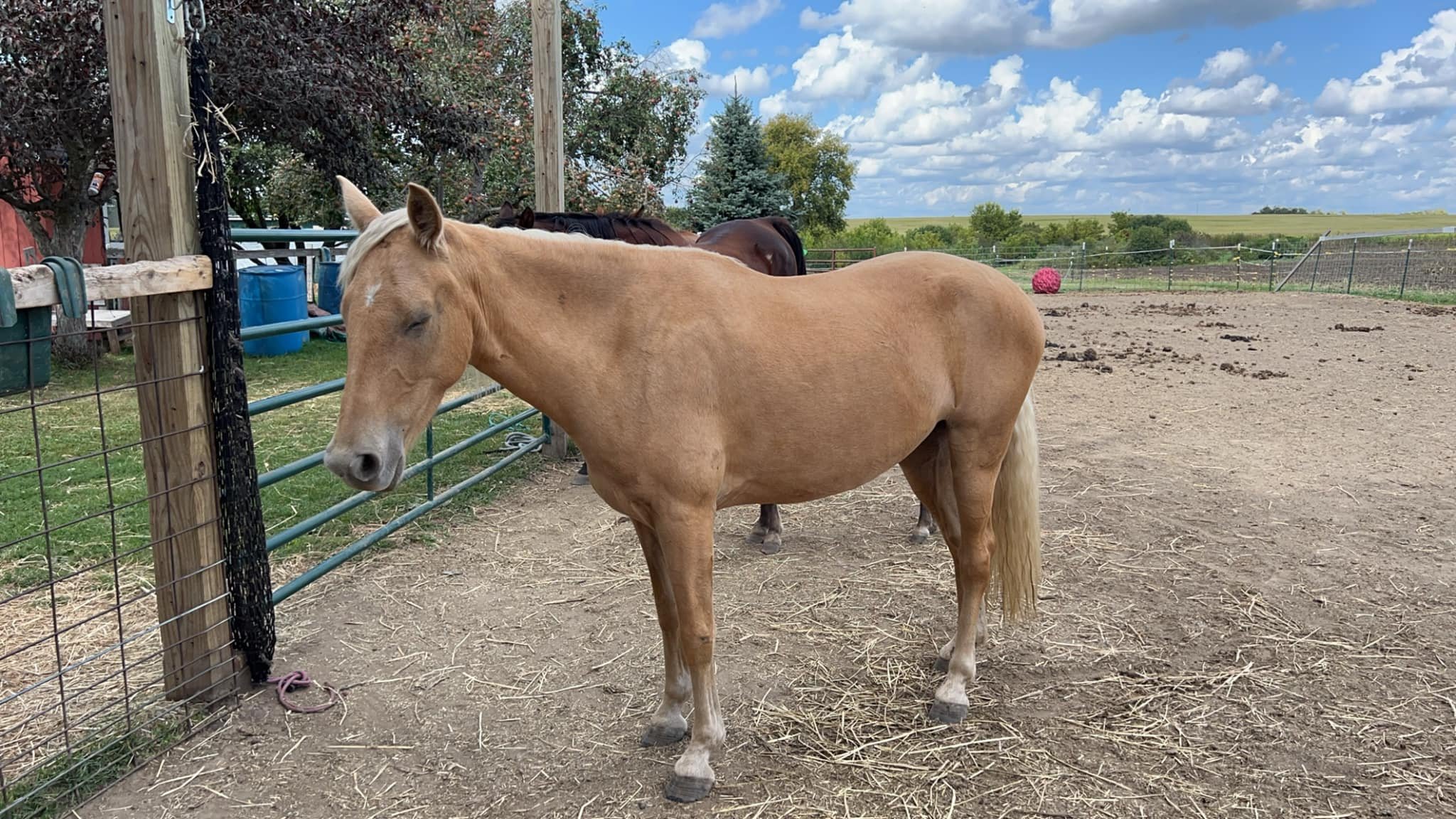 Let me tell you the story of this incredible and resilient girl, Honey. 

She's a beautiful 3.5-year-old rescue we took in as a yearling from a friend who saved her from a Texas kill pen. Initially, she was untrusting of humans, unhalter-broke, and s