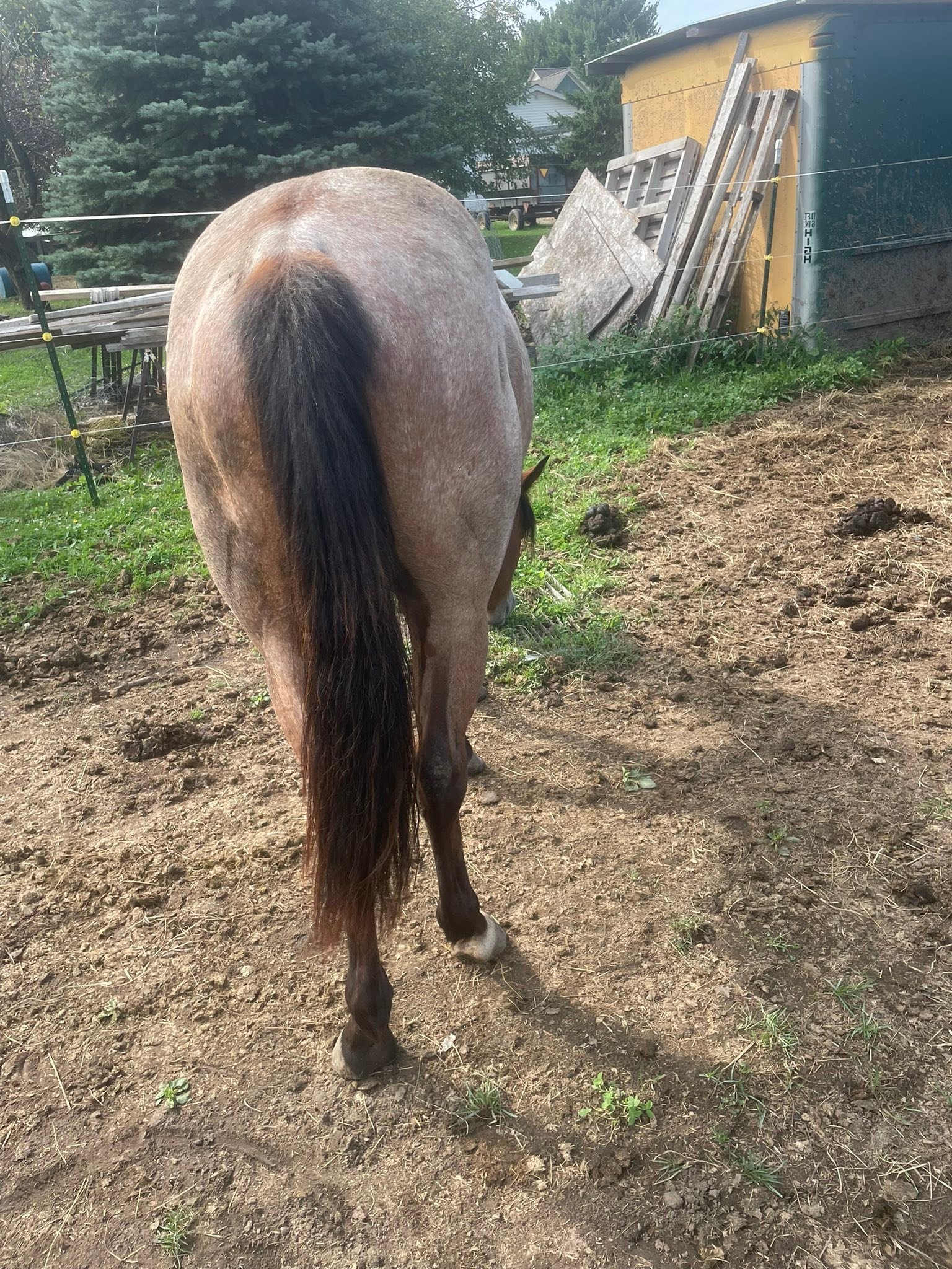 I absolutely have loved watching roman grow up the past year and a half. Excited to see where we can take him the next years! Absolutely love my Kat baby so much! They are like potato chips you can&rsquo;t just have one&hellip; 🤣😂

Schouweiler Quar