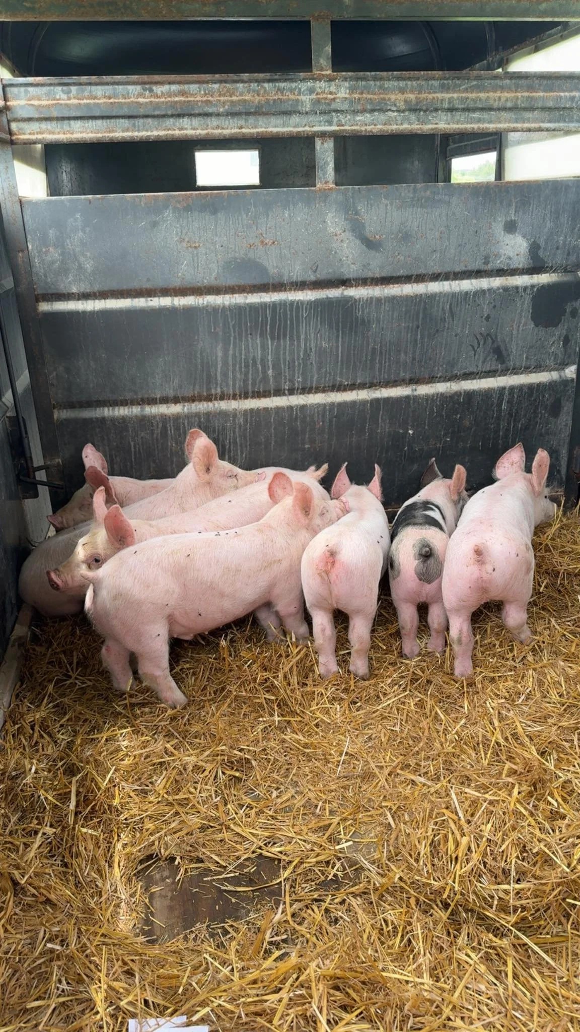 Just got our piggies home. We have extra pigs available ready to go to butcher end of oct/beginning of November. Send me a message if you are interested or want more info.