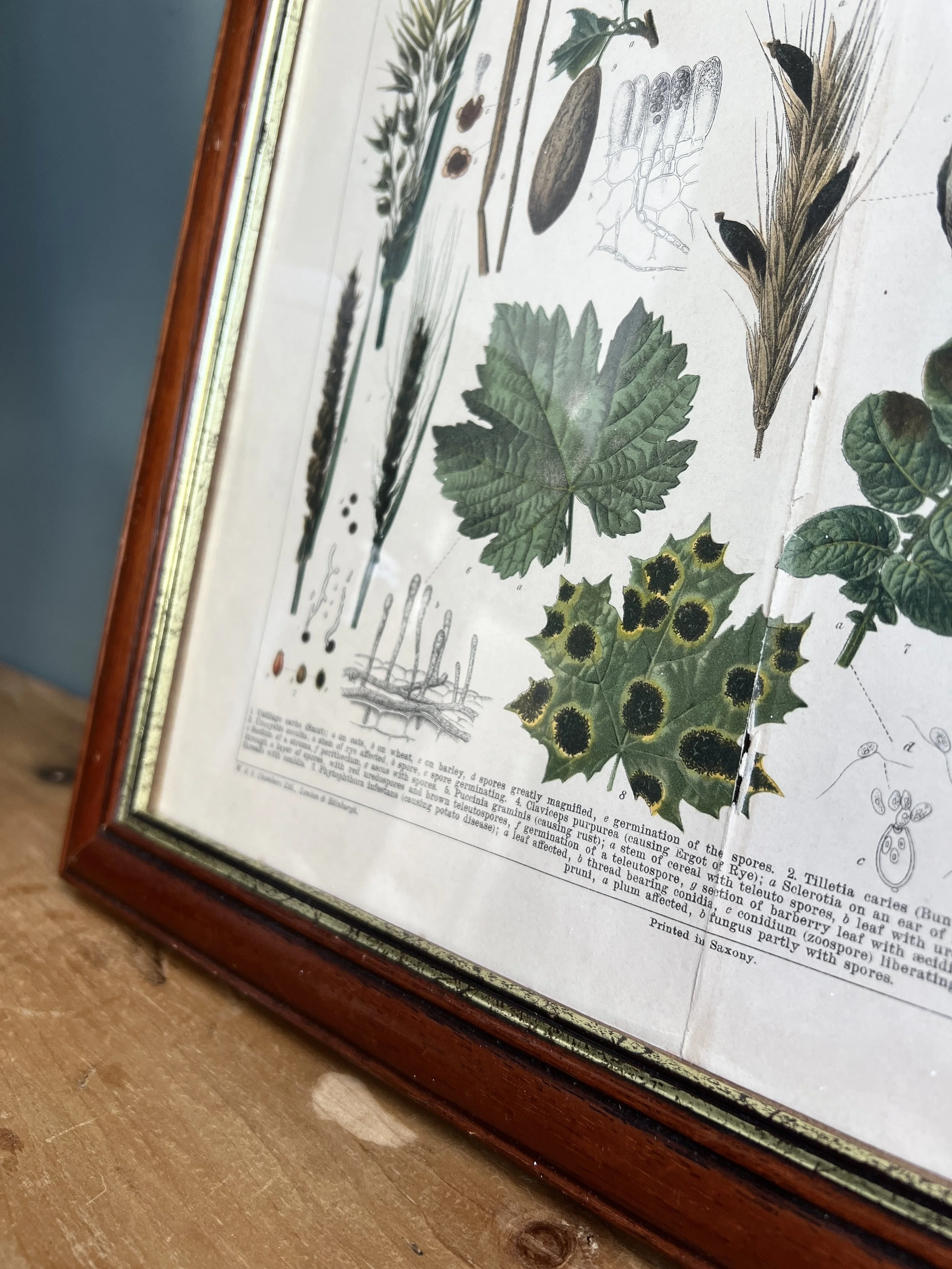 ev-home-framed-antique-botanical-illustration-2.jpg
