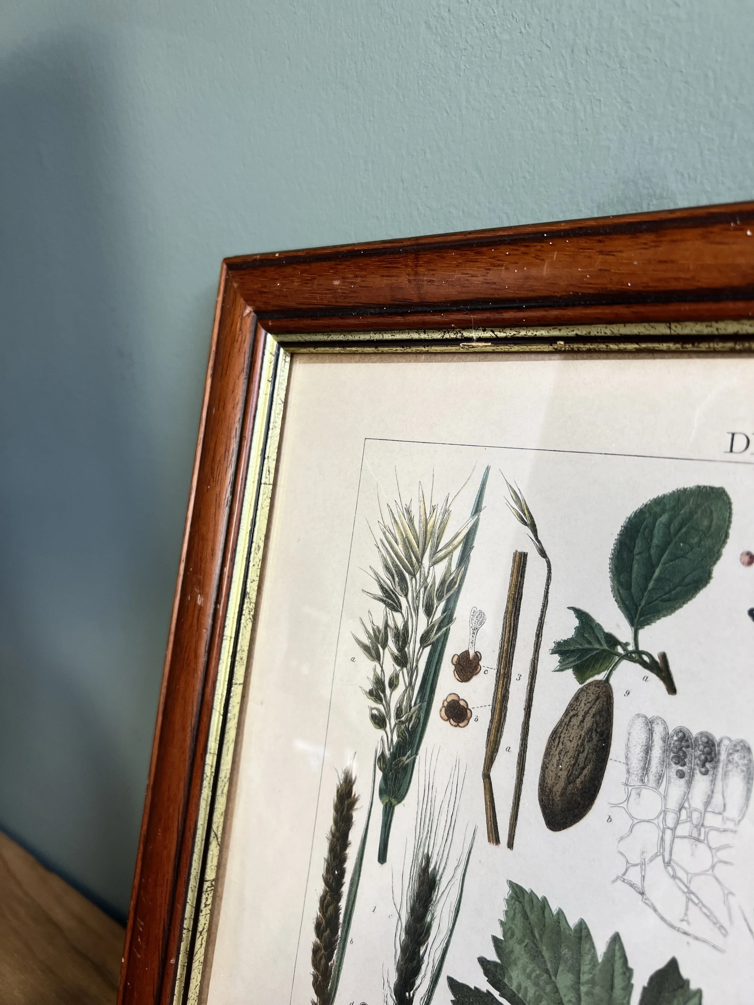 ev-home-framed-antique-botanical-illustration-3.jpg
