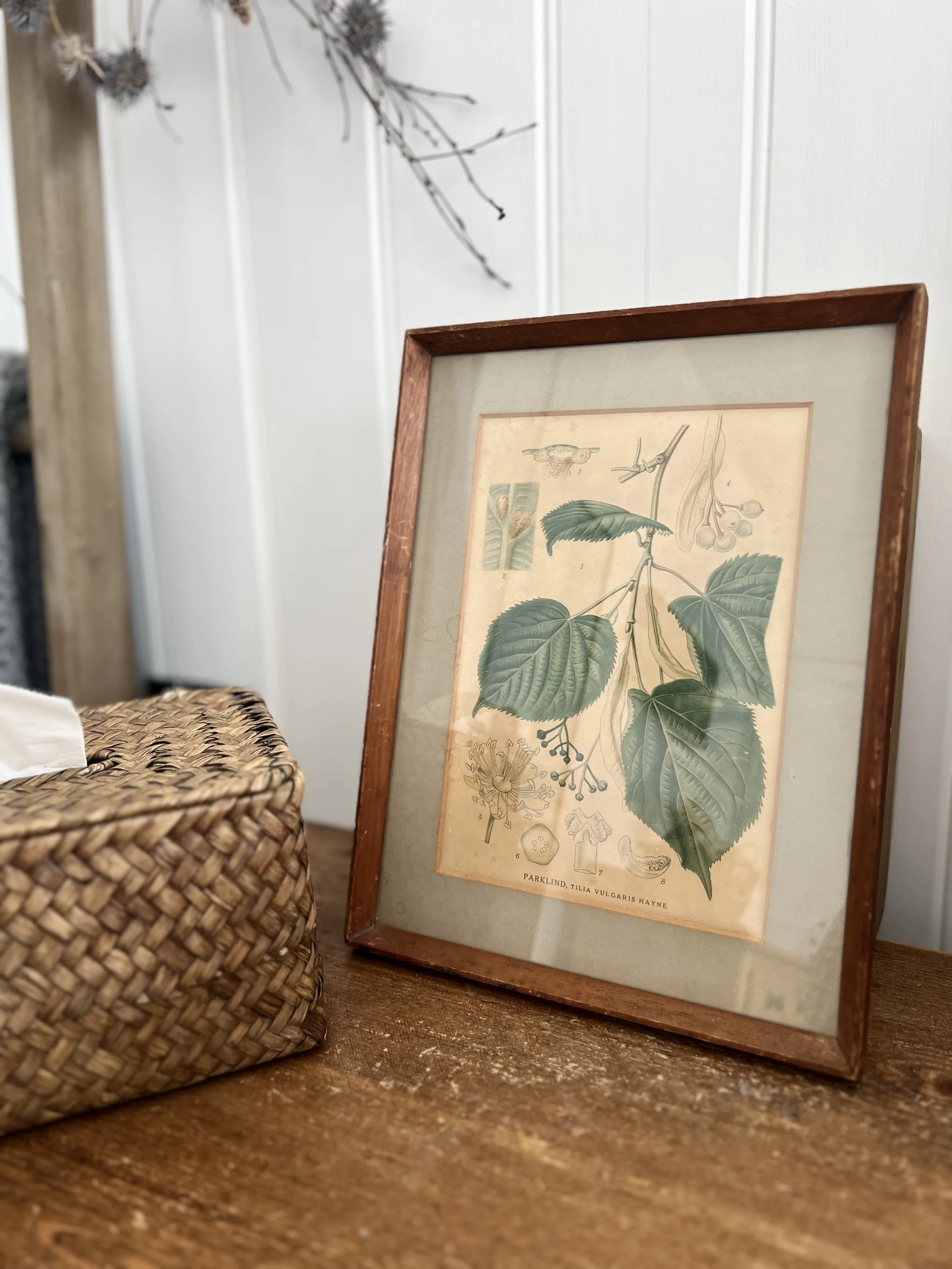 ev-home-vintage-framed-botanical-print-3.jpg