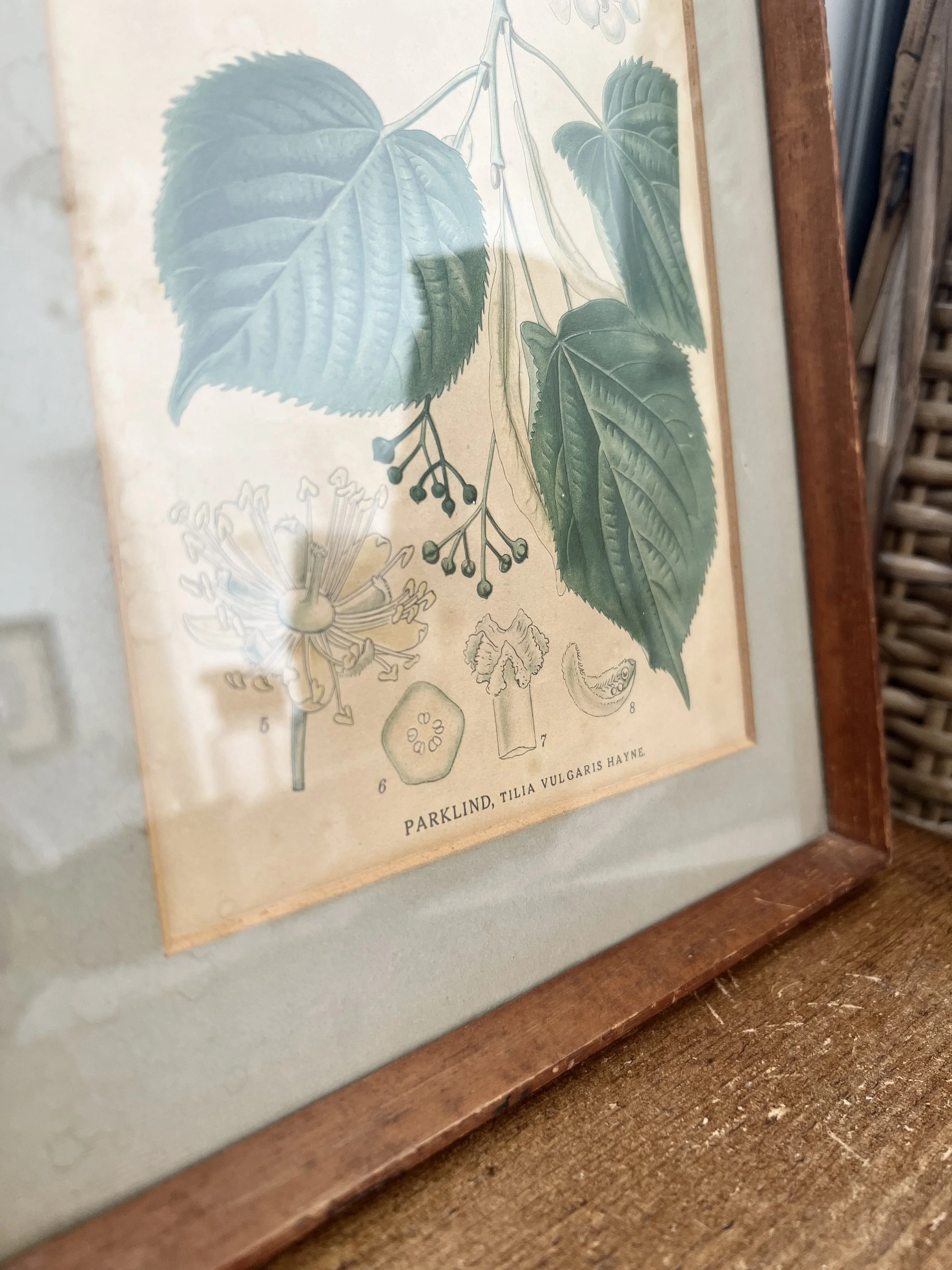 ev-home-vintage-framed-botanical-print-1.jpg
