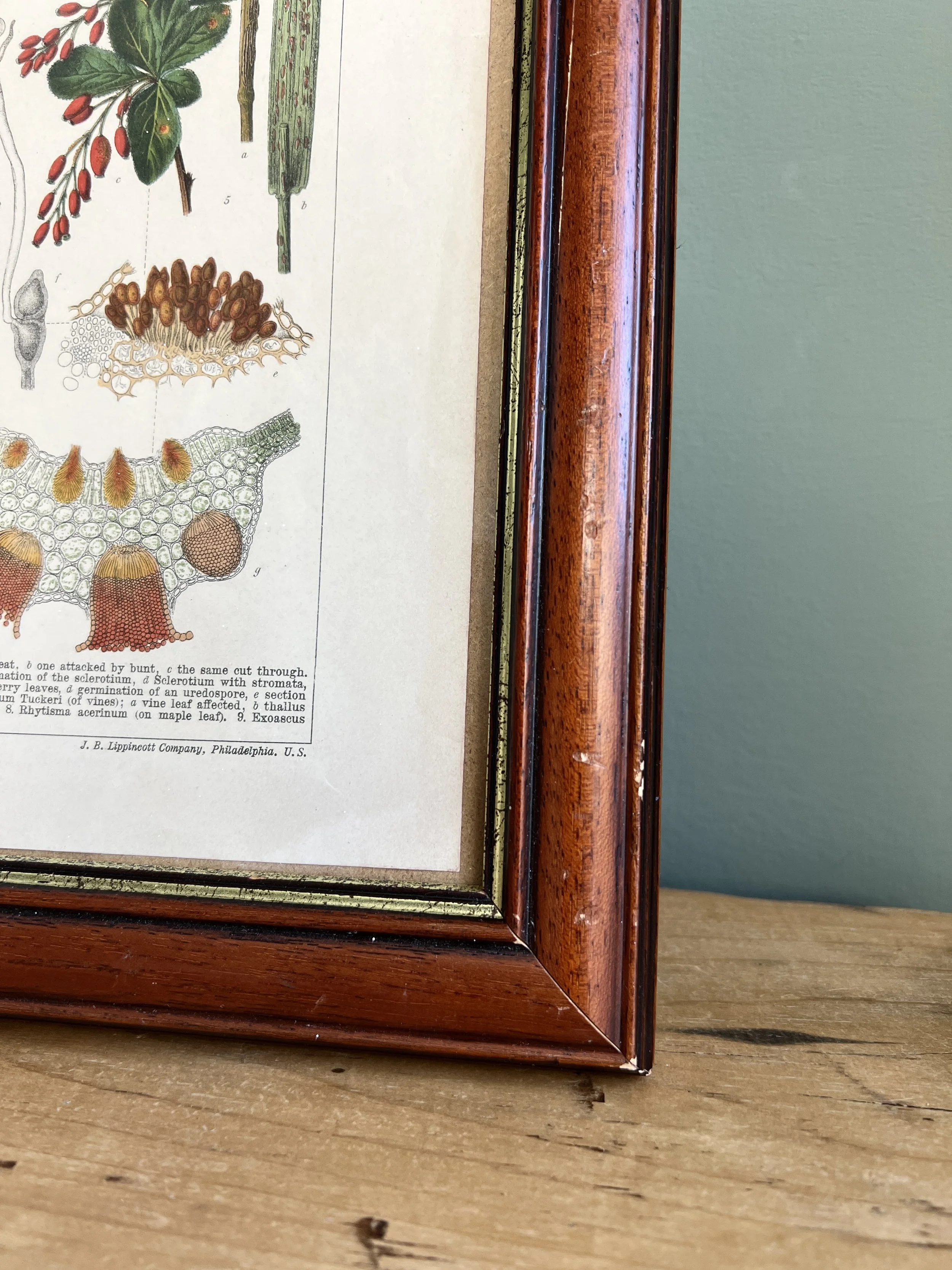 ev-home-framed-antique-botanical-illustration-6.jpg