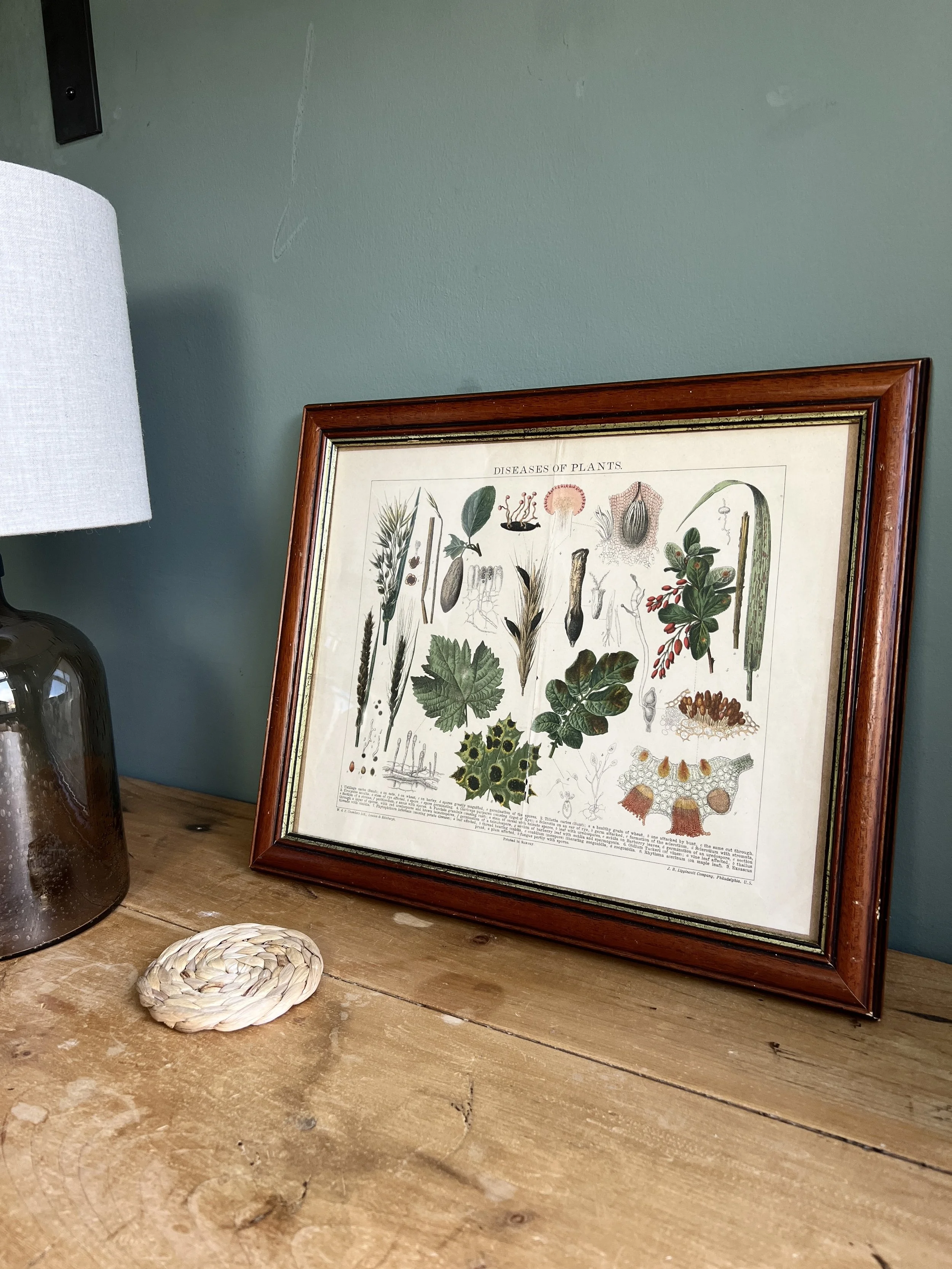 ev-home-framed-antique-botanical-illustration-5.jpg