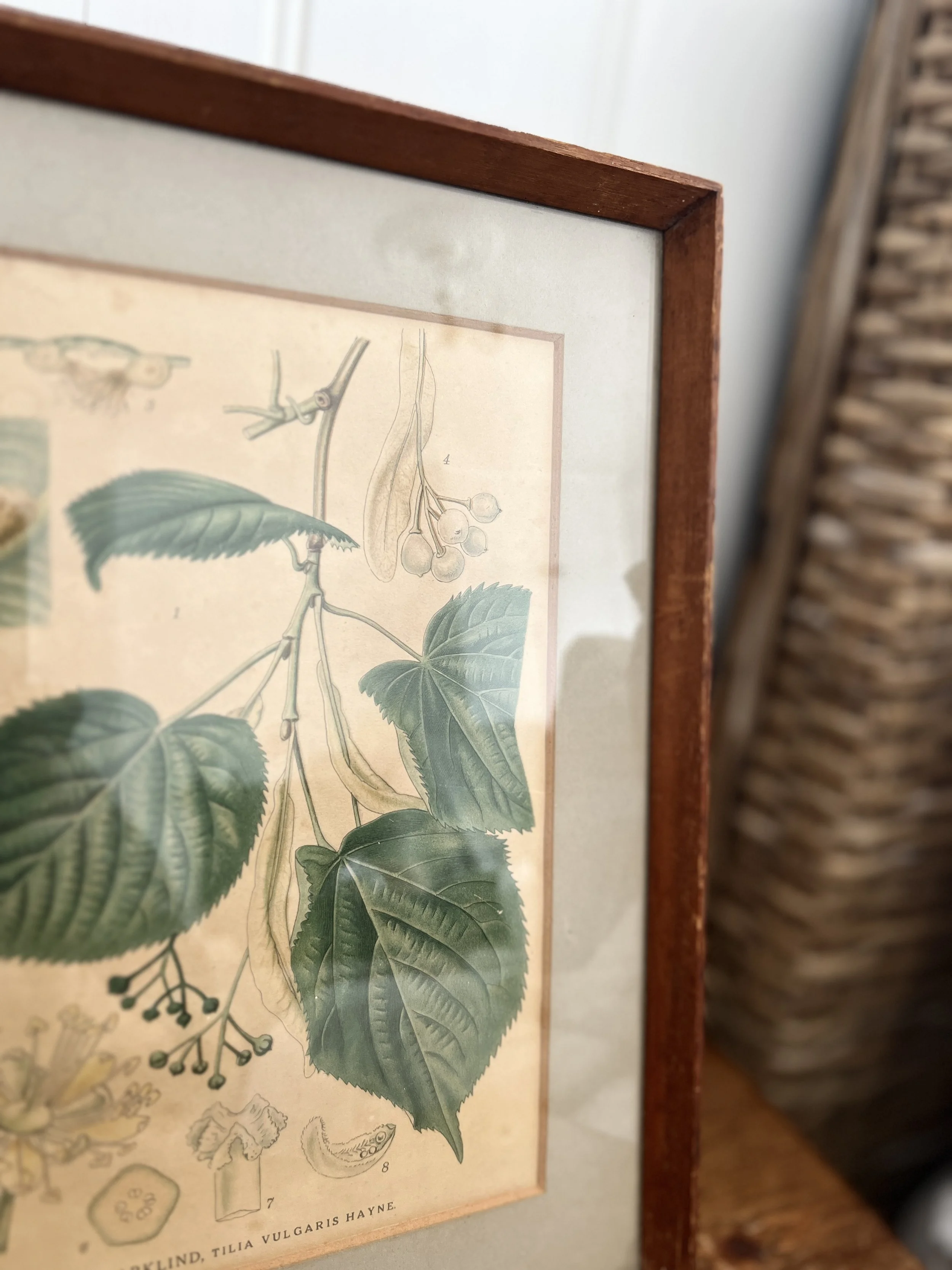 ev-home-vintage-framed-botanical-print-4.jpg