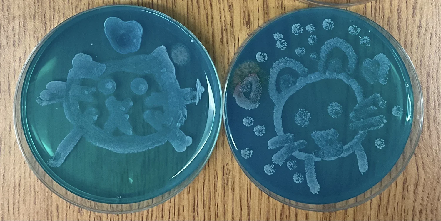 Microbial Art — The Microbe Institute