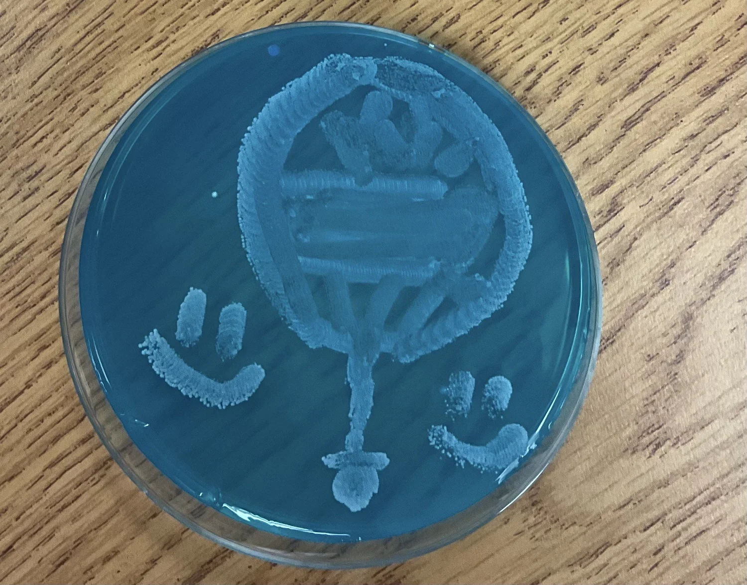 Microbial Art — The Microbe Institute