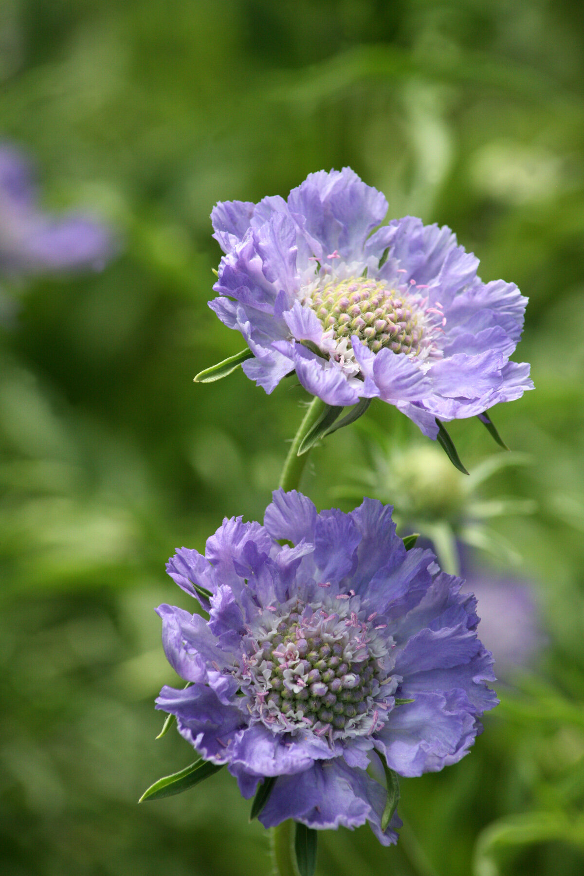 prpl-poppies.jpg