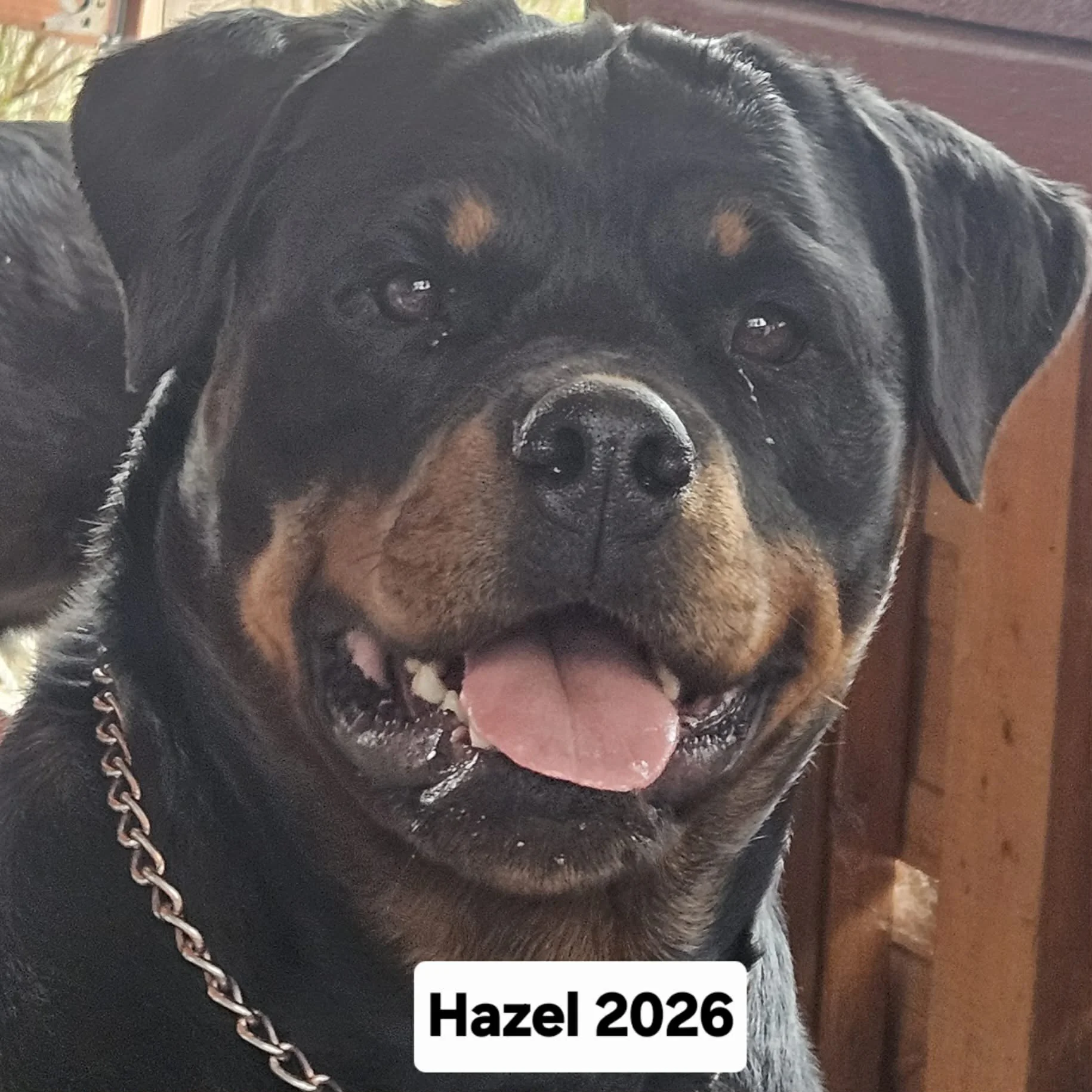 Hazel