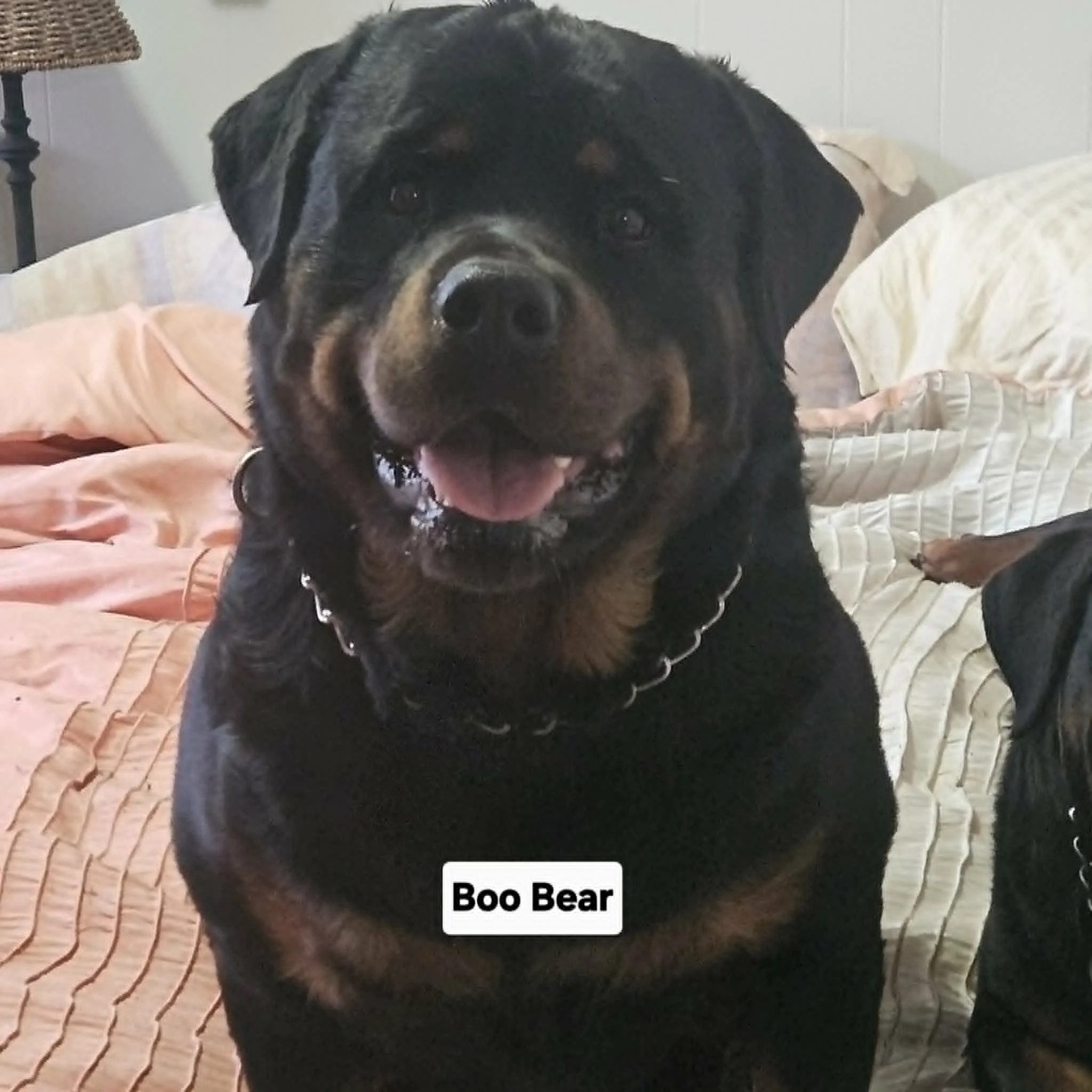 Boo Bear