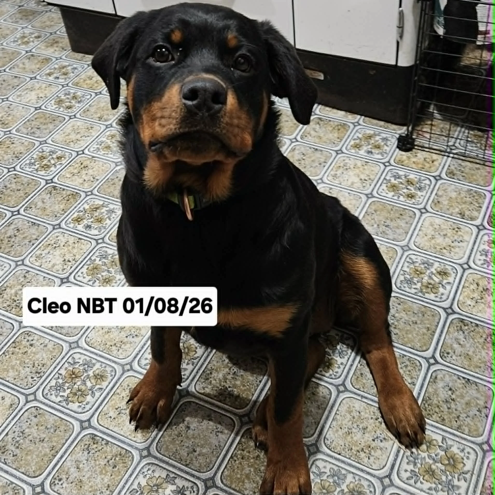 Cleo
