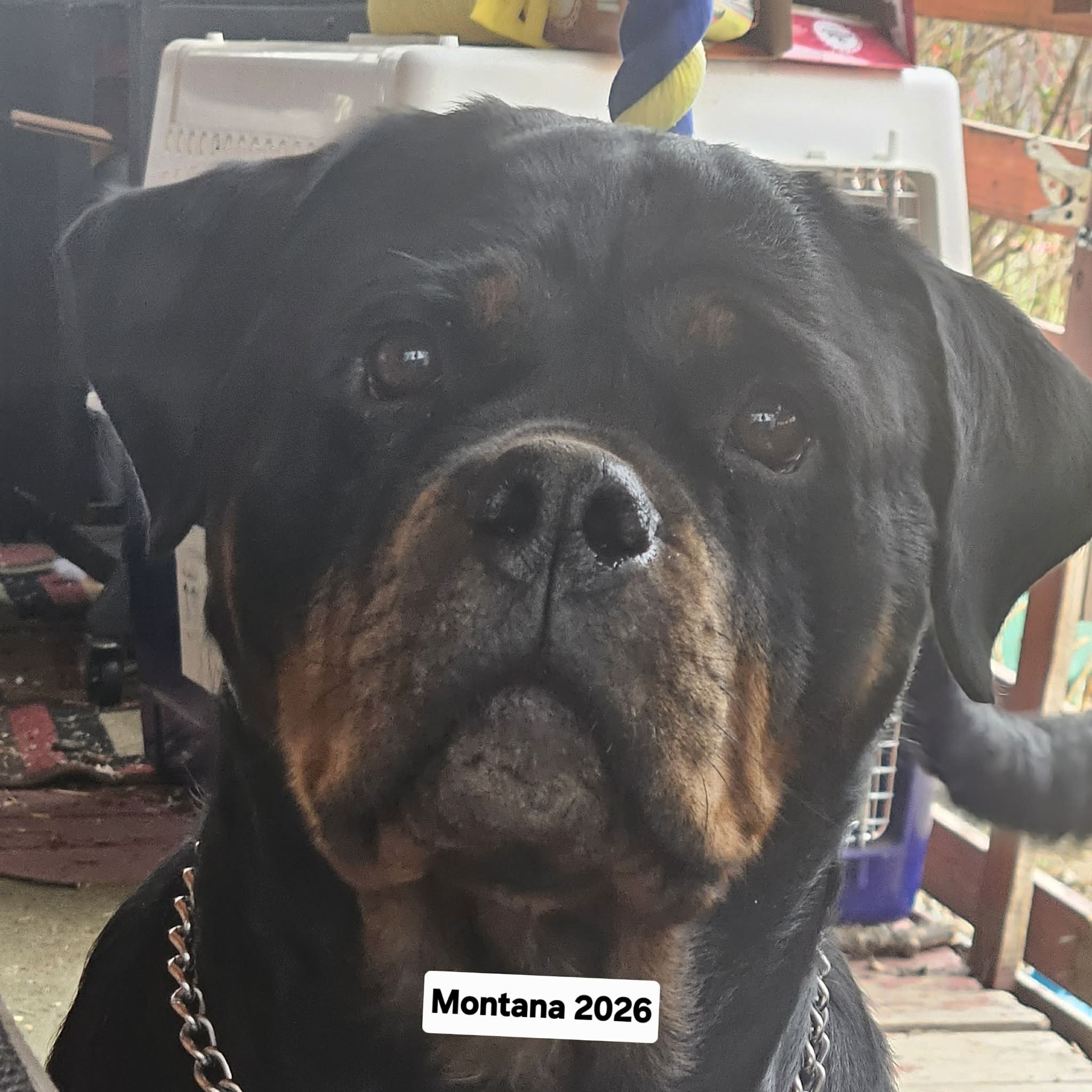 Montana
