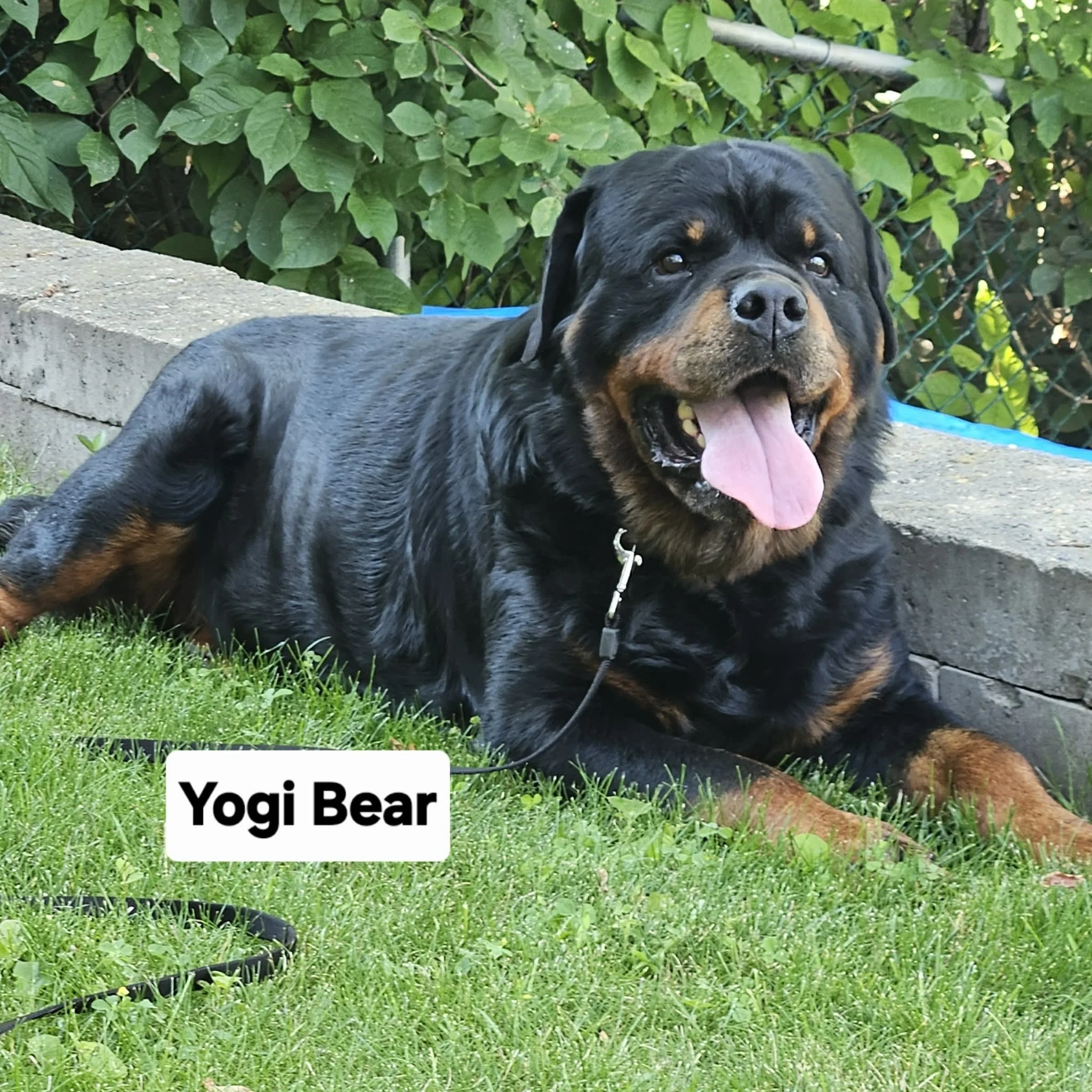 Yogi Bear